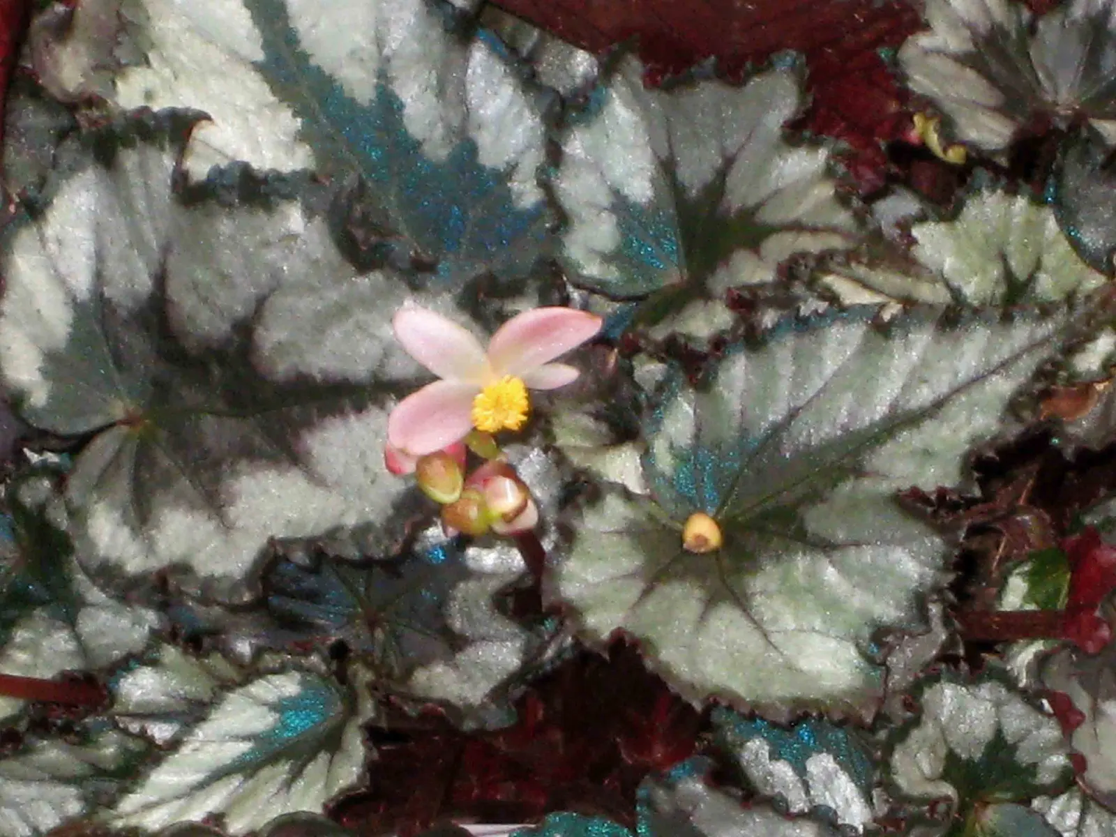 Rex Begonia (Begonia 'Rex') — is a stellar selection for landscape designs that aim to incorporate lush texture and vibrant color; hardy in USDA, image 56