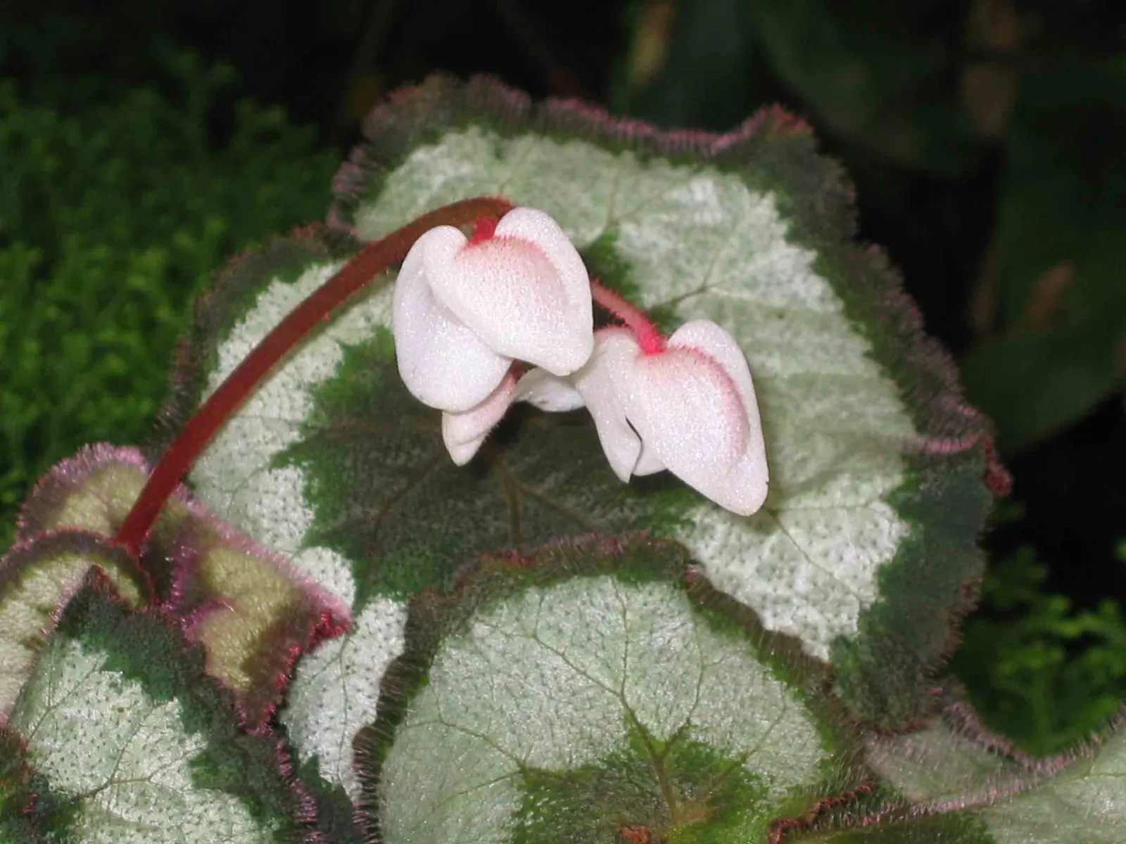 Rex Begonia (Begonia 'Rex') — often reaching a span of 6 to 9 inches; making it an excellent underplanting or border specimen, image 58