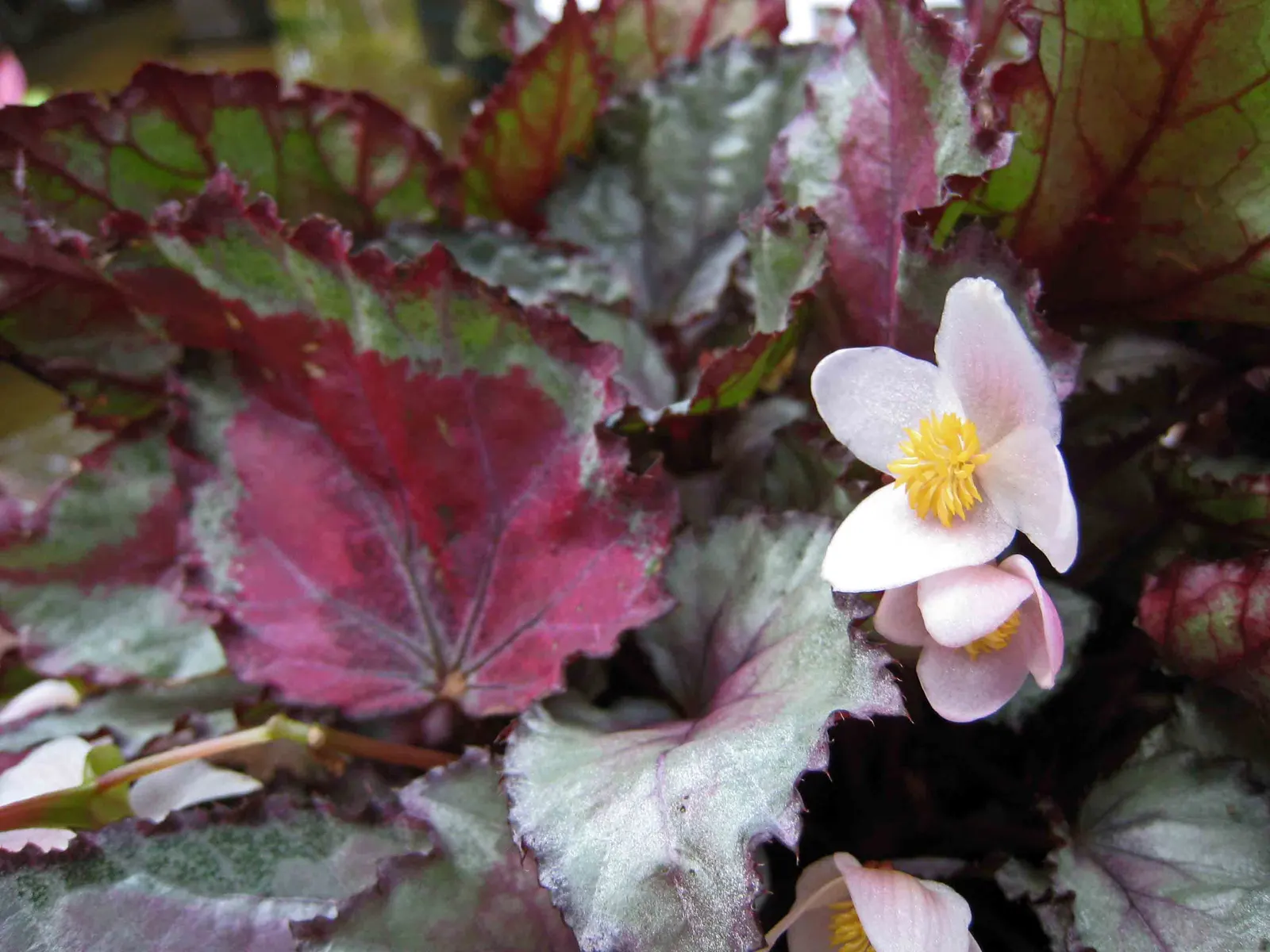 Rex Begonia (Begonia 'Rex') — perennial with pink blooms