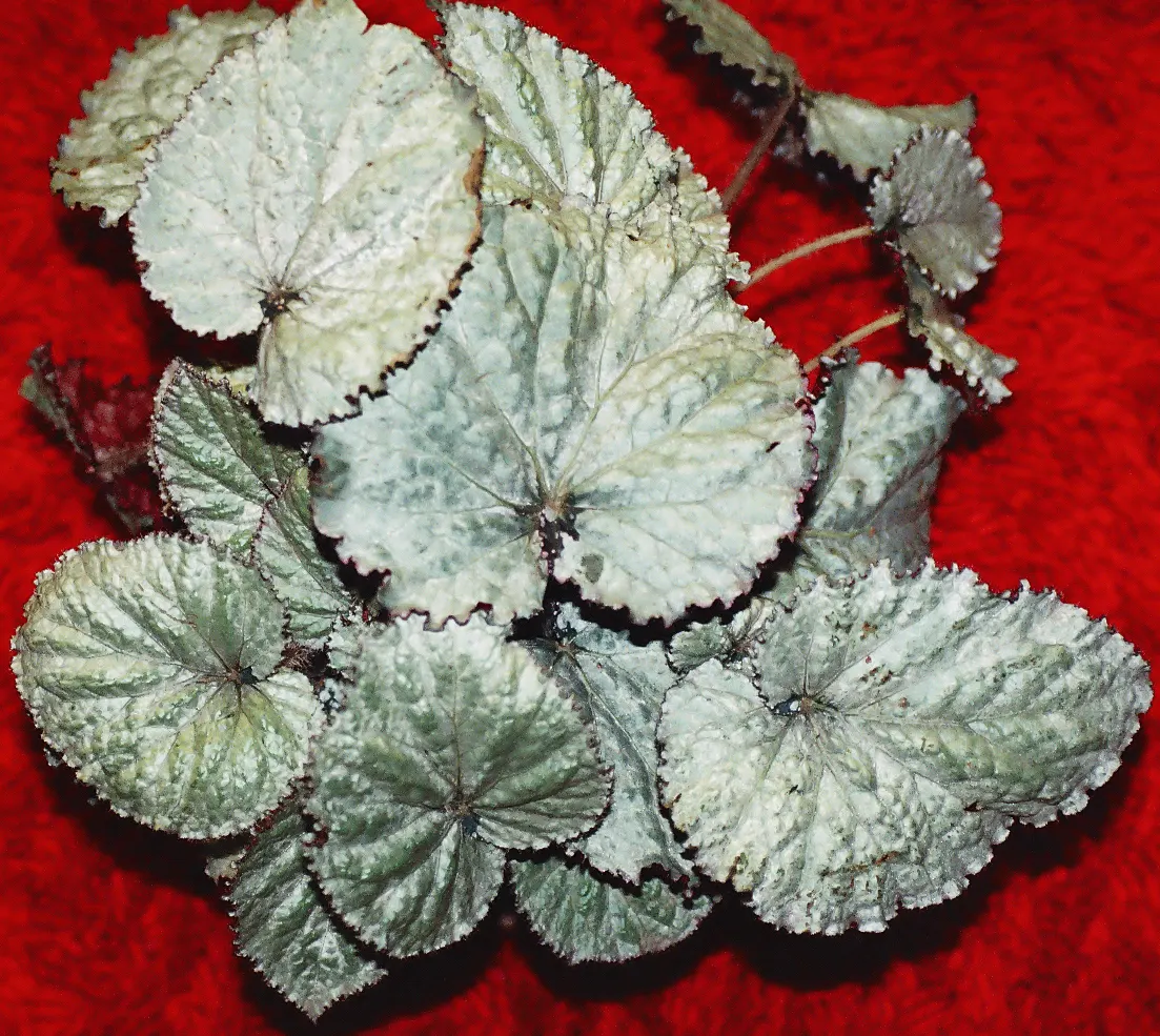 Rex Begonia (Begonia 'Rex') — It demands a high humidity environment and consistent moisture