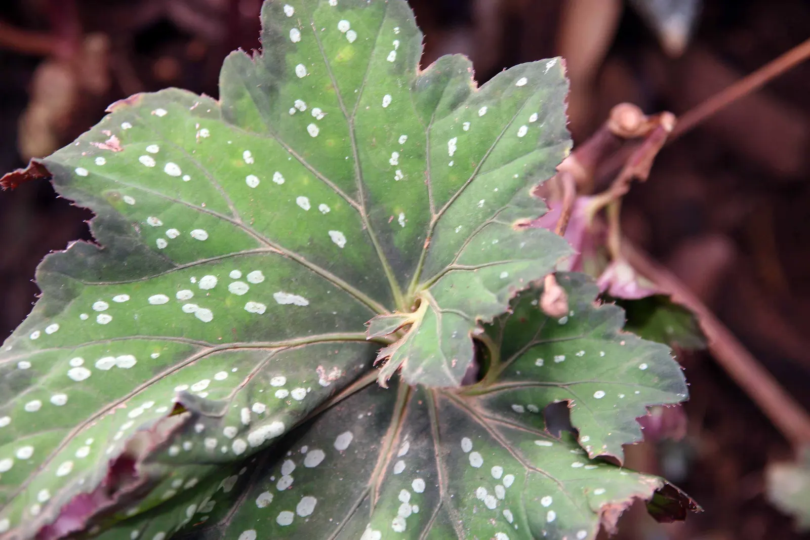 Rex Begonia (Begonia 'Rex') — preferring partial shade and well-drained soil with moderate moisture