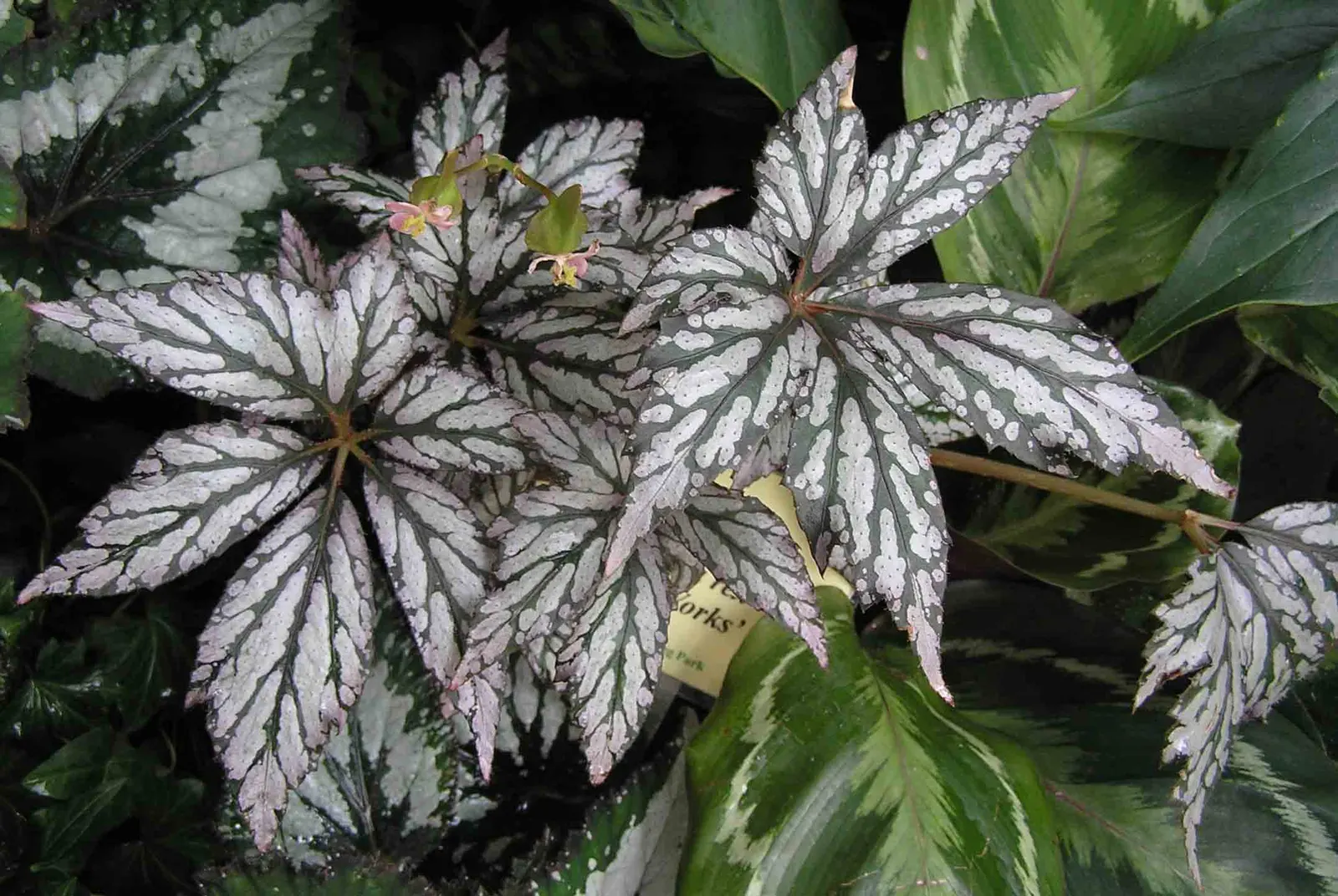 Rex Begonia (Begonia 'Rex') — commonly referred to as the Rex Begonia
