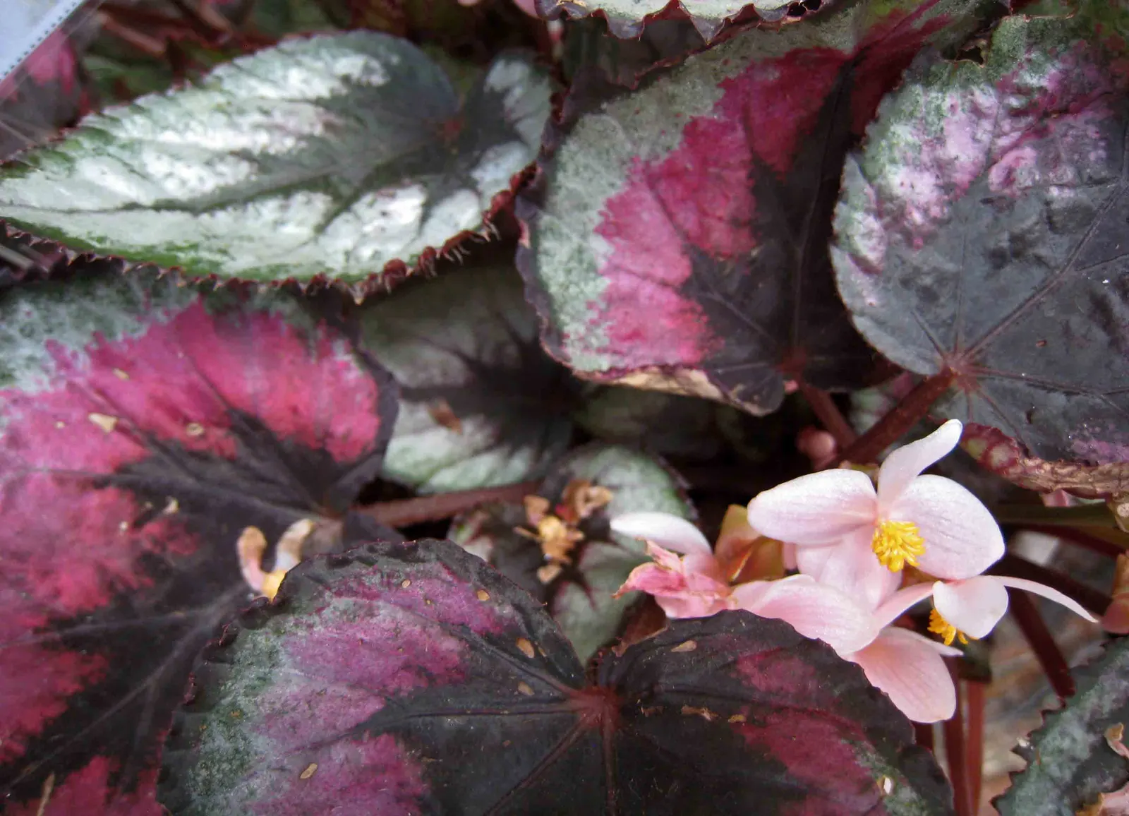 Rex Begonia (Begonia 'Rex') — The plant reaches a modest height of approximately 12 to 18 inches; preferring partial shade and well-drained soil with moderate