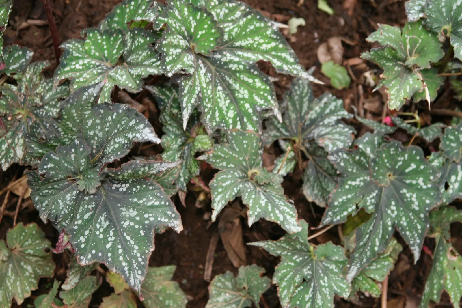 Rex Begonia (Begonia 'Rex') — It is famed for its striking foliage which showcases intricate patterns and a kaleidoscope of hues