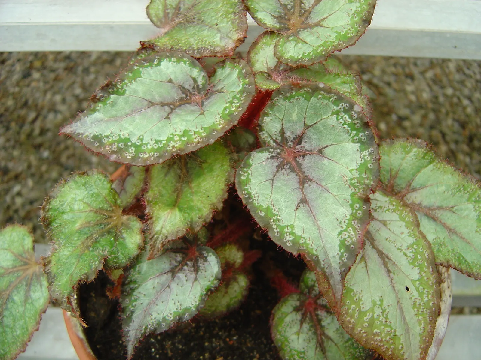 Rex Begonia (Begonia 'Rex') — This rhizomatous perennial typically grows 12-18 inches tall and wide