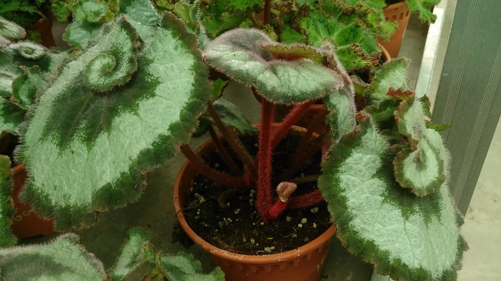 Rex Begonia (Begonia 'Rex') — This rhizomatous perennial typically grows 12-18 inches tall and wide; the Rex Begonia thrives in USDA zones 10 to 12, image 50