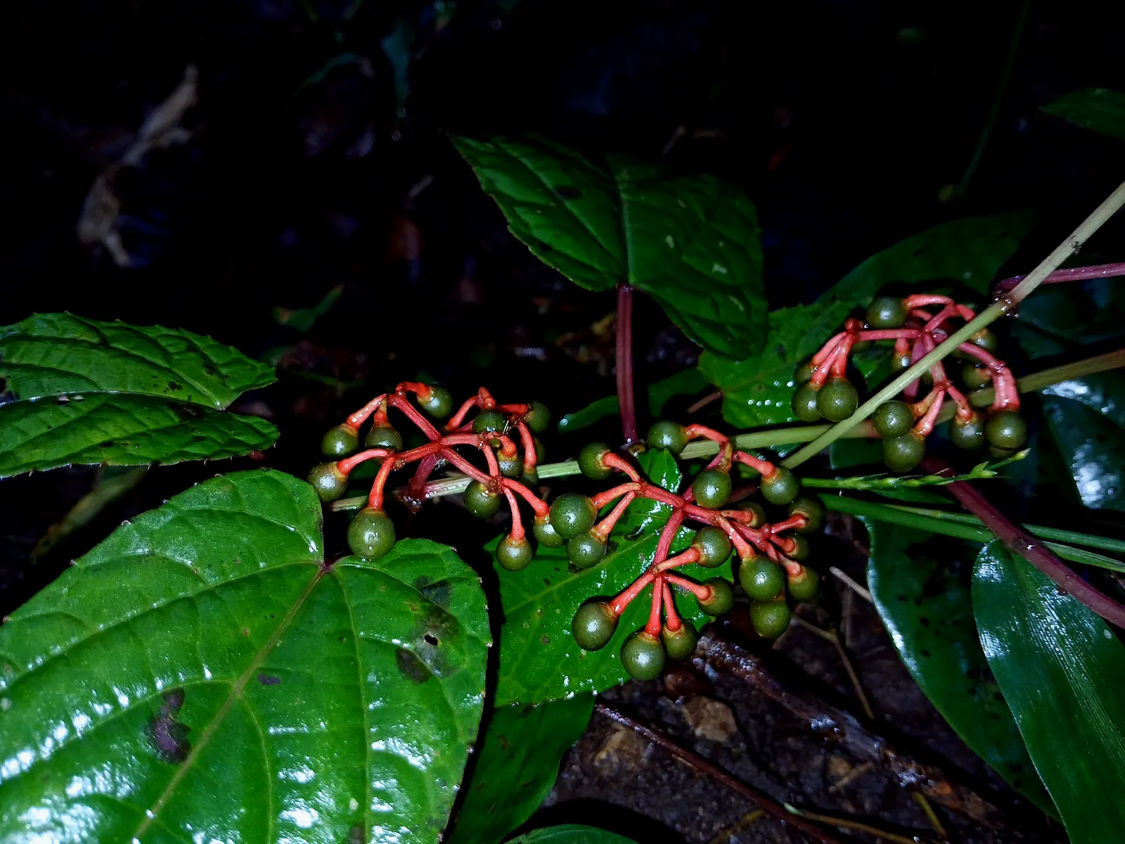 Rex Begonia (Begonia 'Rex') — It demands a high humidity environment and consistent moisture; perennial with pink blooms, image 62