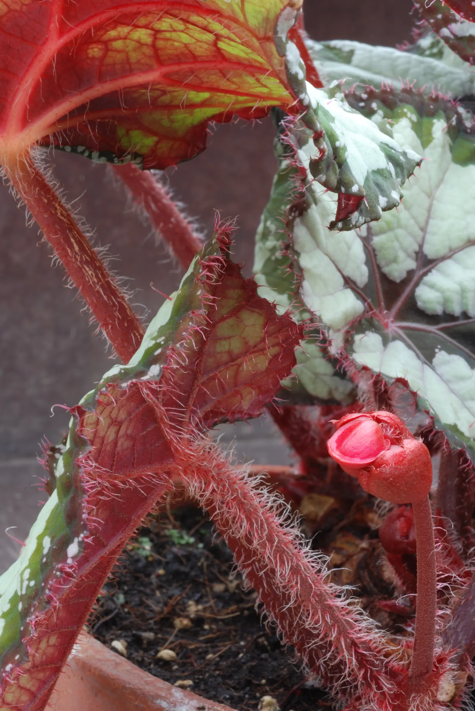 Rex Begonia (Begonia 'Rex') — perennial for full or half or shade