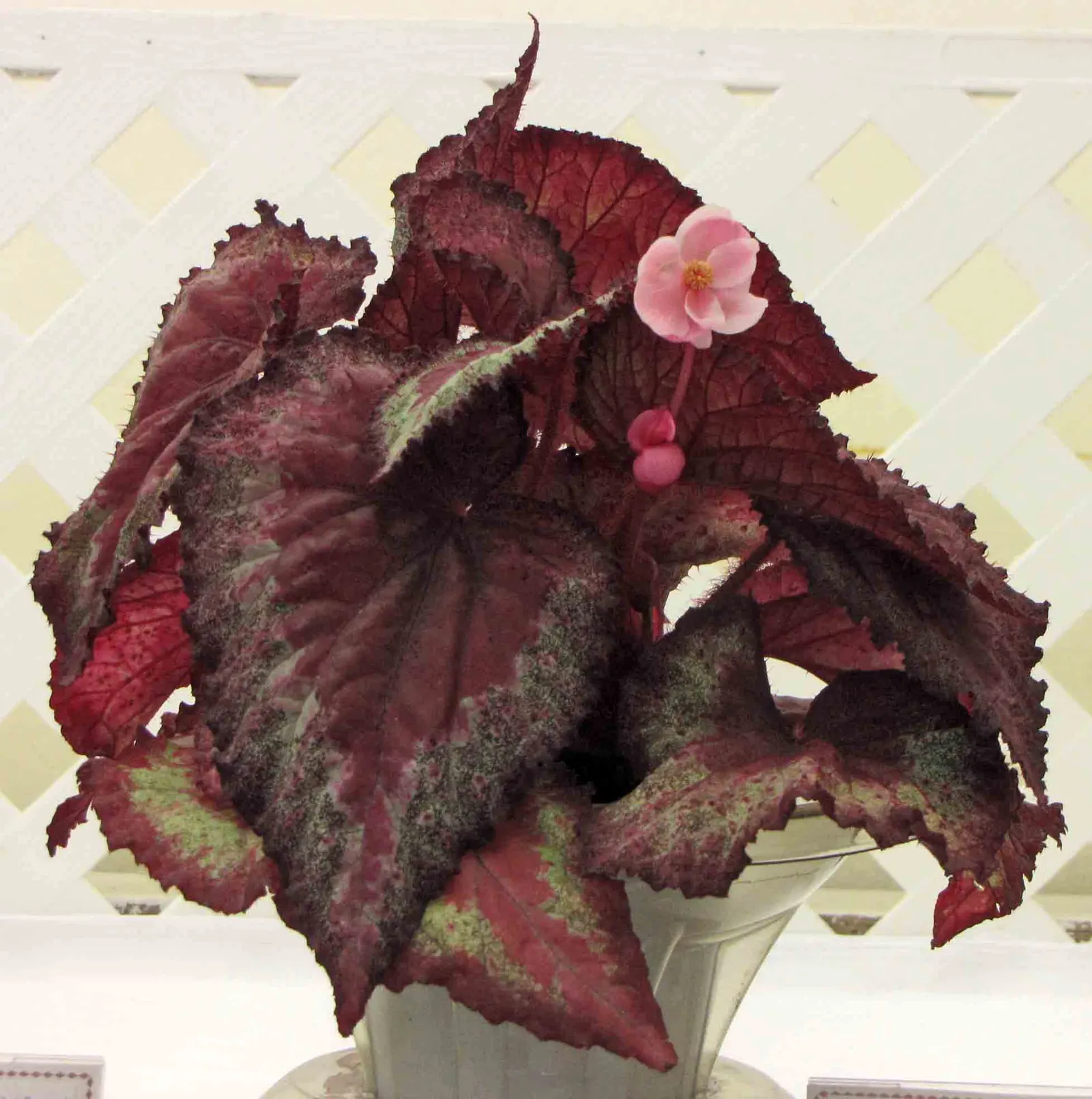 Rex Begonia (Begonia 'Rex') — Ideal for adding visual interest in shaded garden areas or as a container plant; rex Begonia (Begonia 'Rex') is, image 52