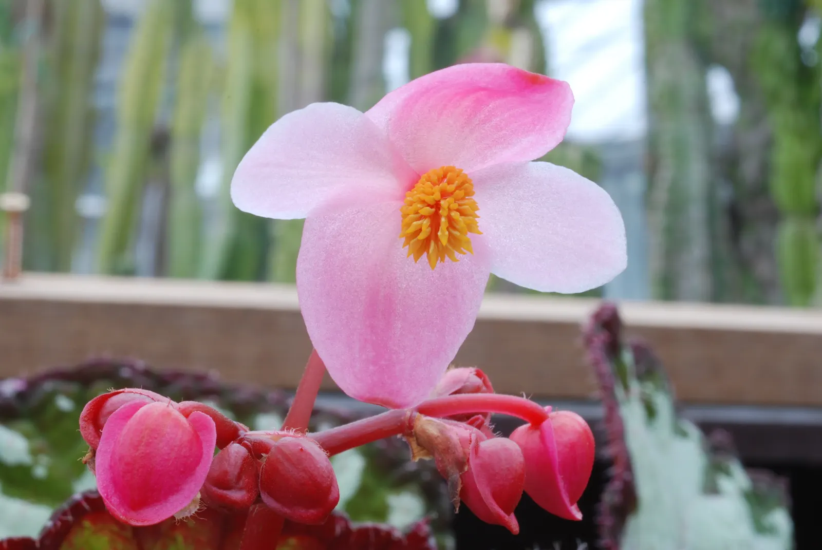 Rex Begonia (Begonia 'Rex') — Rex Begonia (Begonia 'Rex') is prized for its stunning, multi-colored foliage with textured patterns; ideal for, image 49