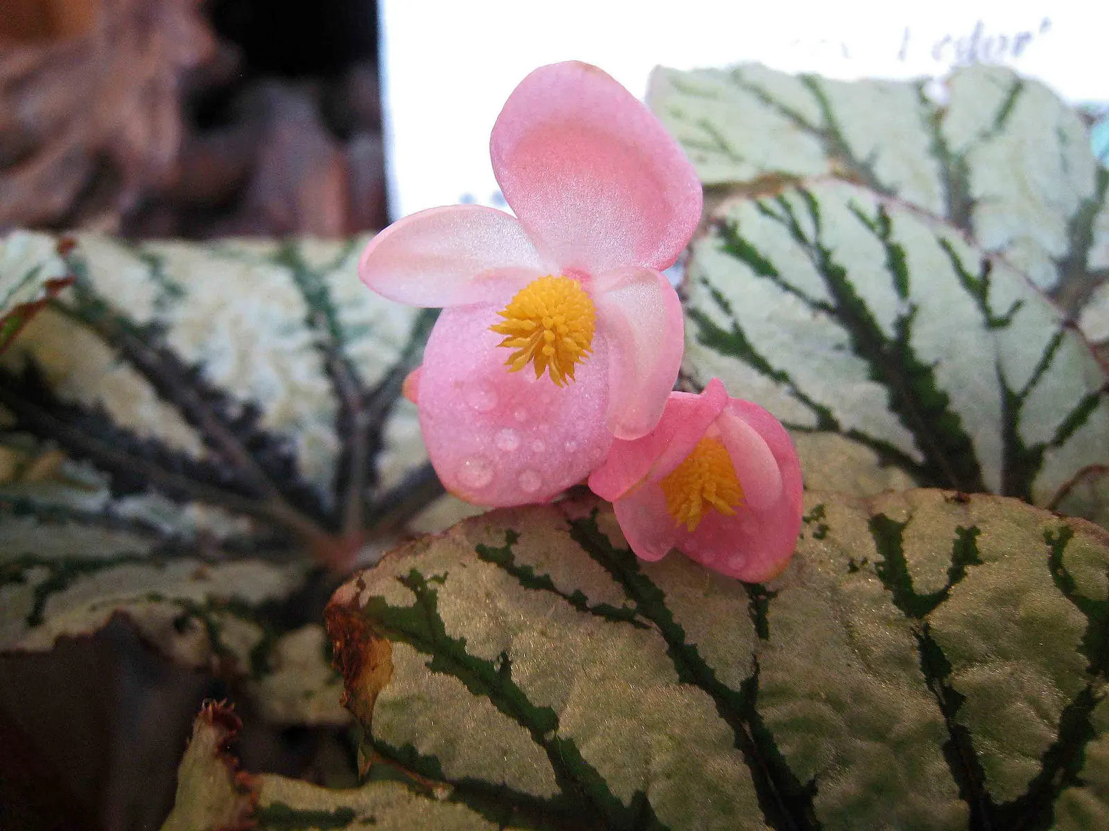 Rex Begonia (Begonia 'Rex') — is a stellar selection for landscape designs that aim to incorporate lush texture and vibrant color; hardy in USDA zones 10-12