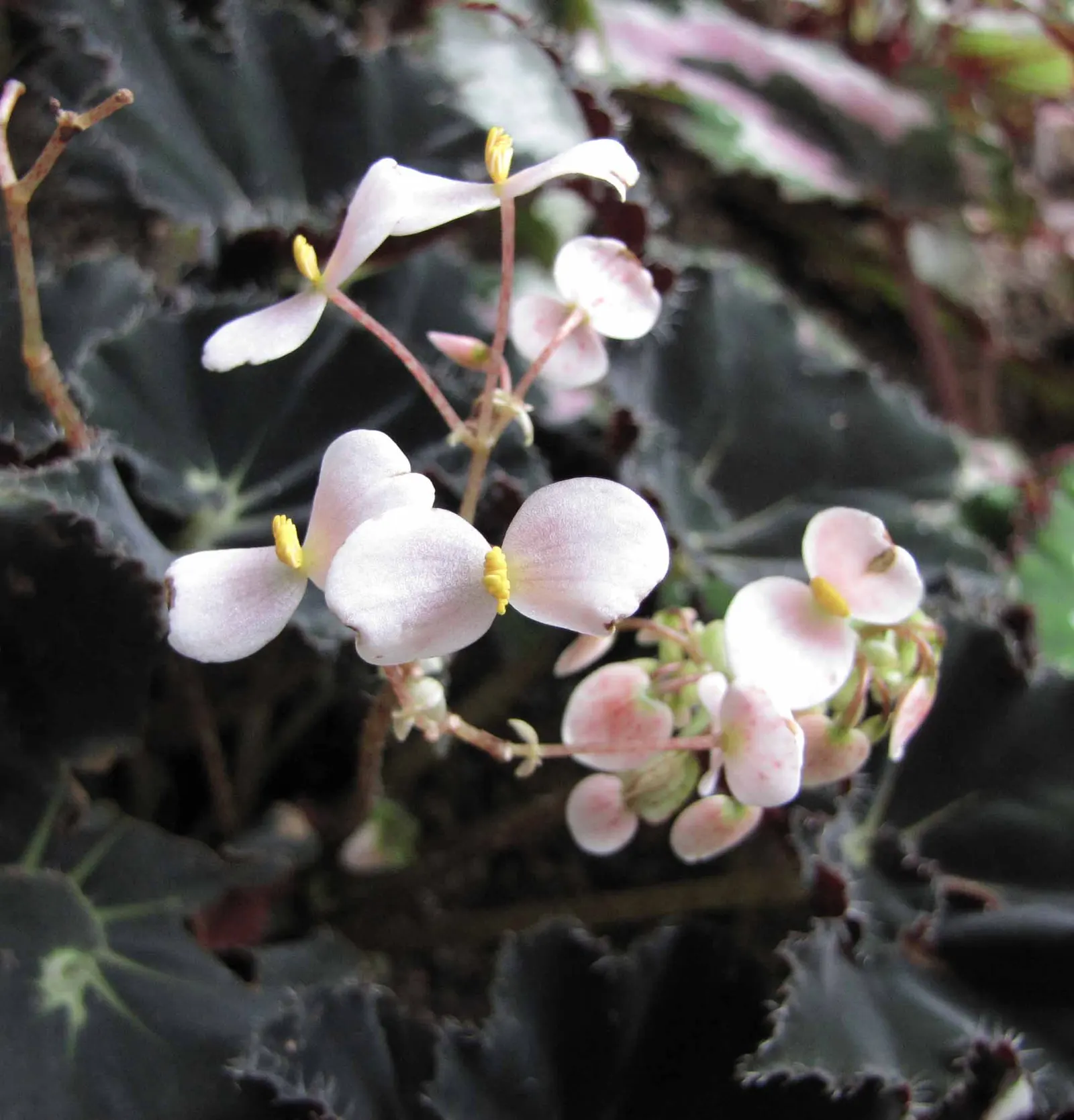 Rex Begonia (Begonia 'Rex') — Rex Begonia (Begonia 'Rex') is prized for its stunning, multi-colored foliage with textured patterns