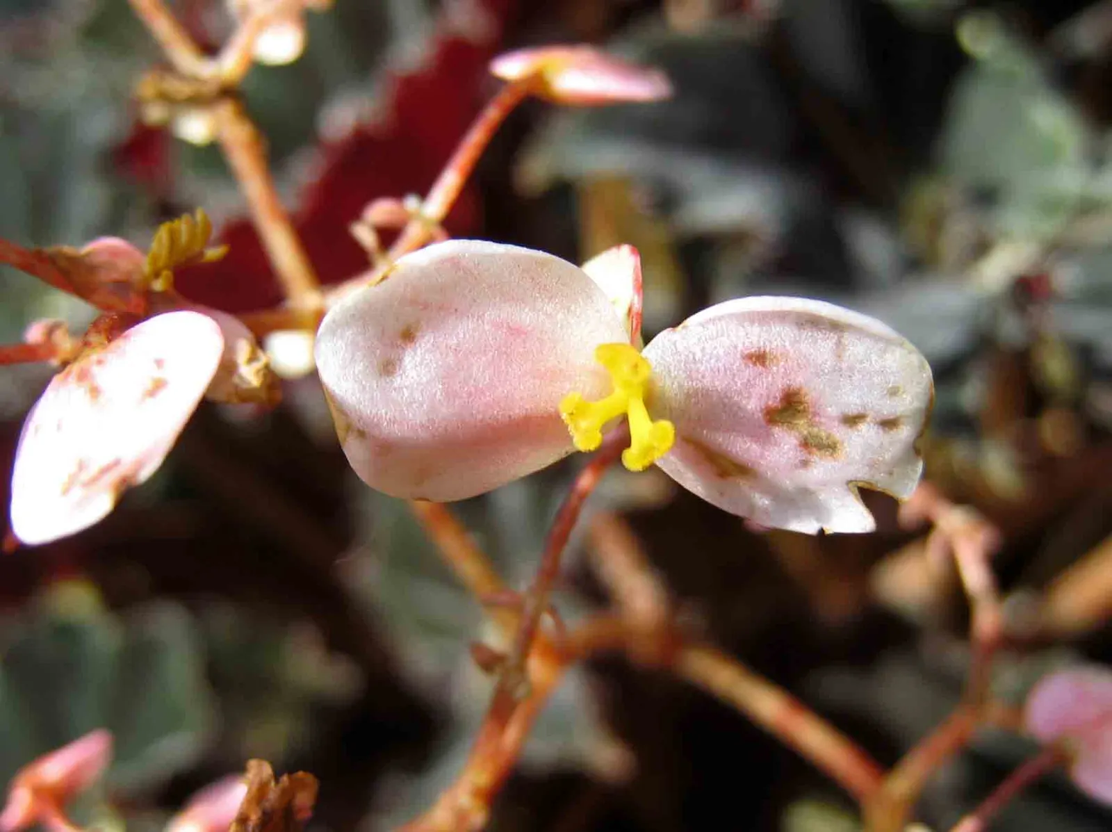 Rex Begonia (Begonia 'Rex') — be wary of overwatering.<br><br>Traditionally not grown for its blossoms; to ensure optimal growth, plant it in a rich