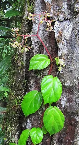 Rex Begonia (Begonia 'Rex') — the Rex Begonia thrives in USDA zones 10 to 12; this rhizomatous perennial typically grows 12-18 inches tall and wide, image 59