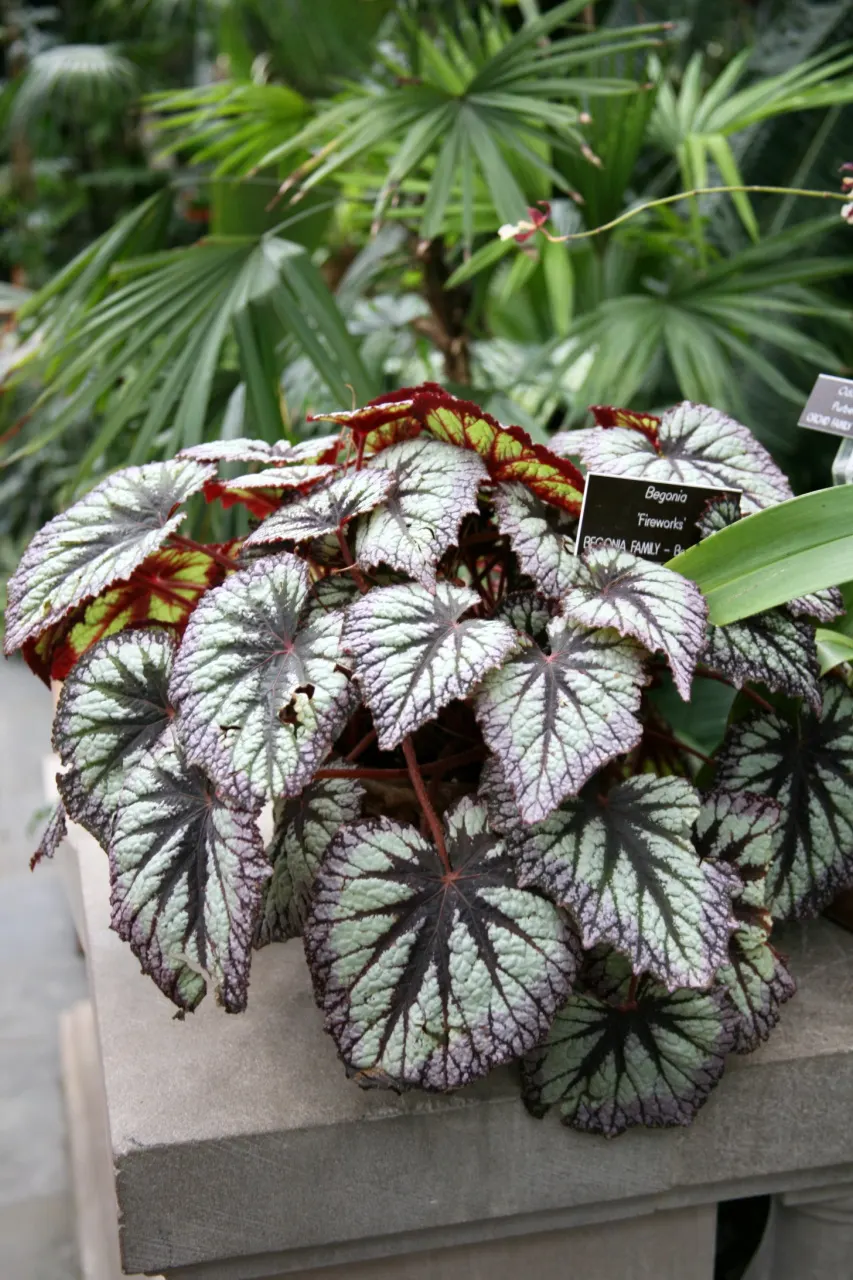 Rex Begonia (Begonia 'Rex') — Ideal for adding visual interest in shaded garden areas or as a container plant; rex Begonia (Begonia 'Rex') is prized for its