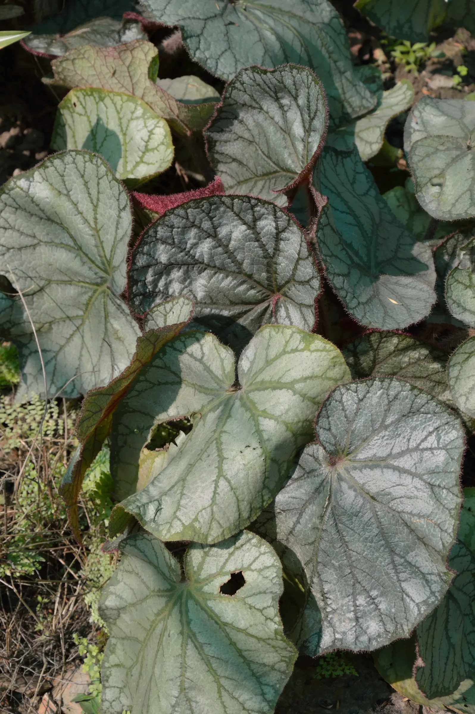 Rex Begonia (Begonia 'Rex') — often reaching a span of 6 to 9 inches