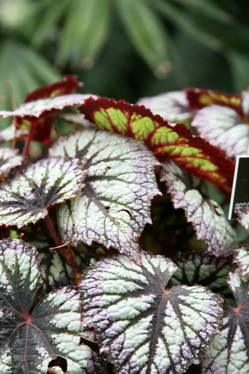 Rex Begonia (Begonia 'Rex') — making it an excellent underplanting or border specimen