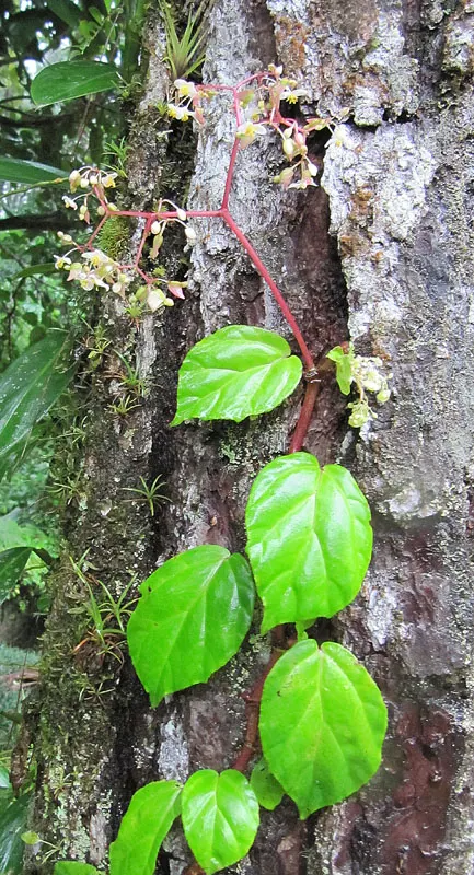 Rex Begonia (Begonia 'Rex') — Avoid overwatering to prevent root rot; yet is susceptible to root rot; therefore, image 54
