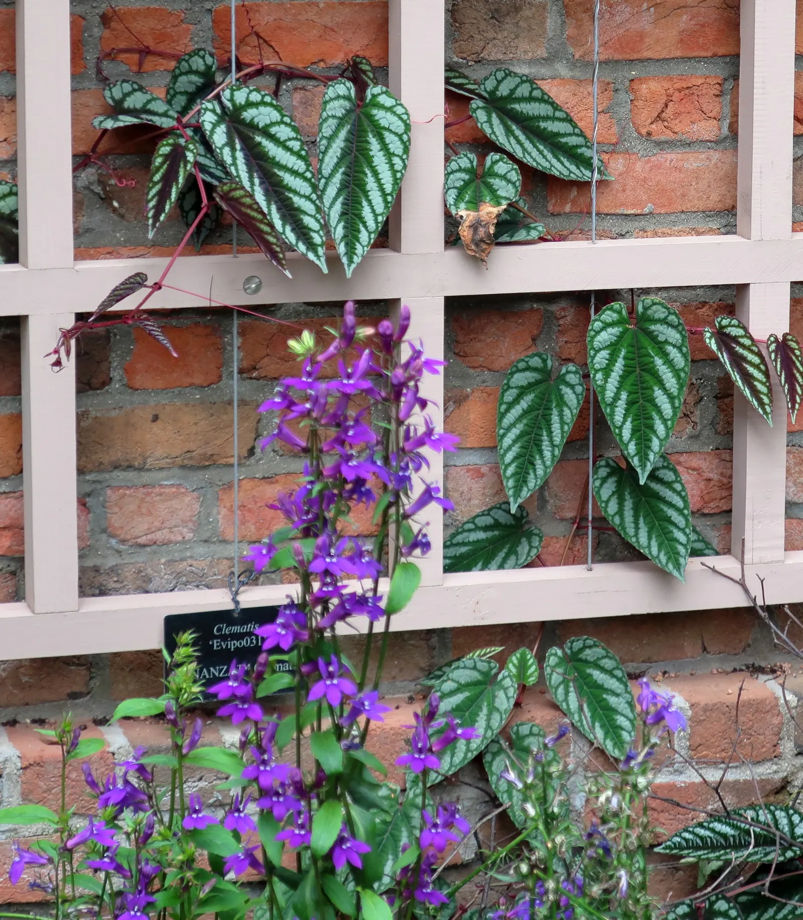 Rex Begonia (Begonia 'Rex') — perennial for full or half or shade; it will re-emerge with vigor in the spring