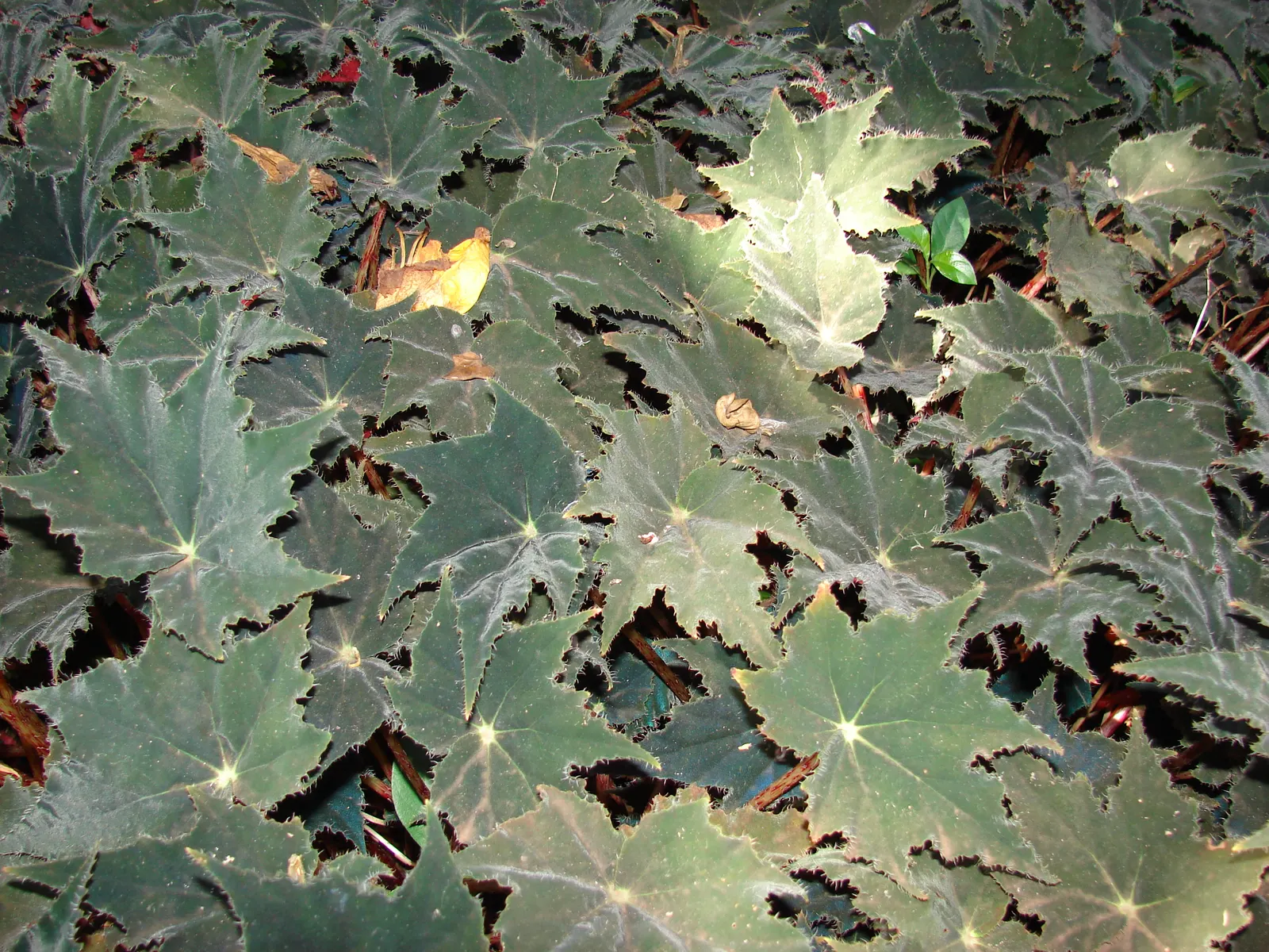 Rex Begonia (Begonia 'Rex') — it's important to note the Rex Begonia's tendency for dormancy in cooler months - this is a normal cycle; the Rex Begonia's