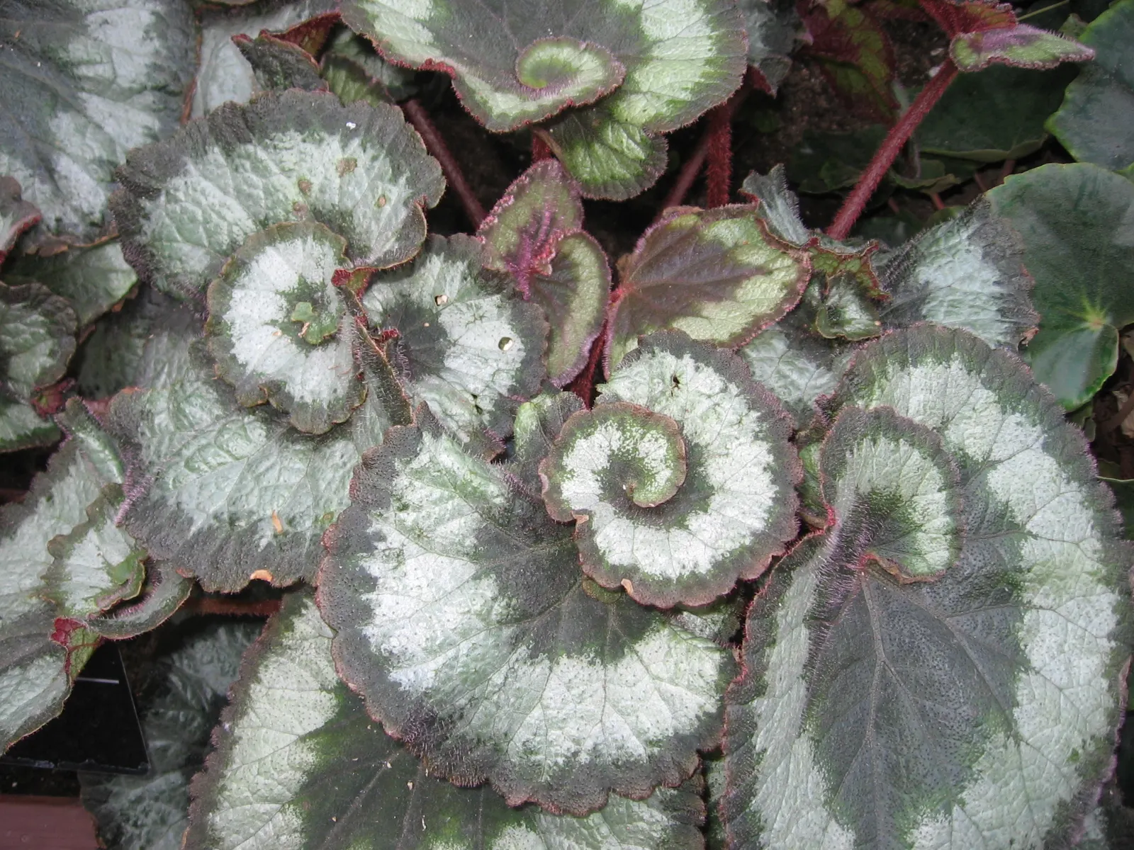 Rex Begonia (Begonia 'Rex') — the Rex Begonia's understated flower clusters pale in comparison to its magnificent foliage