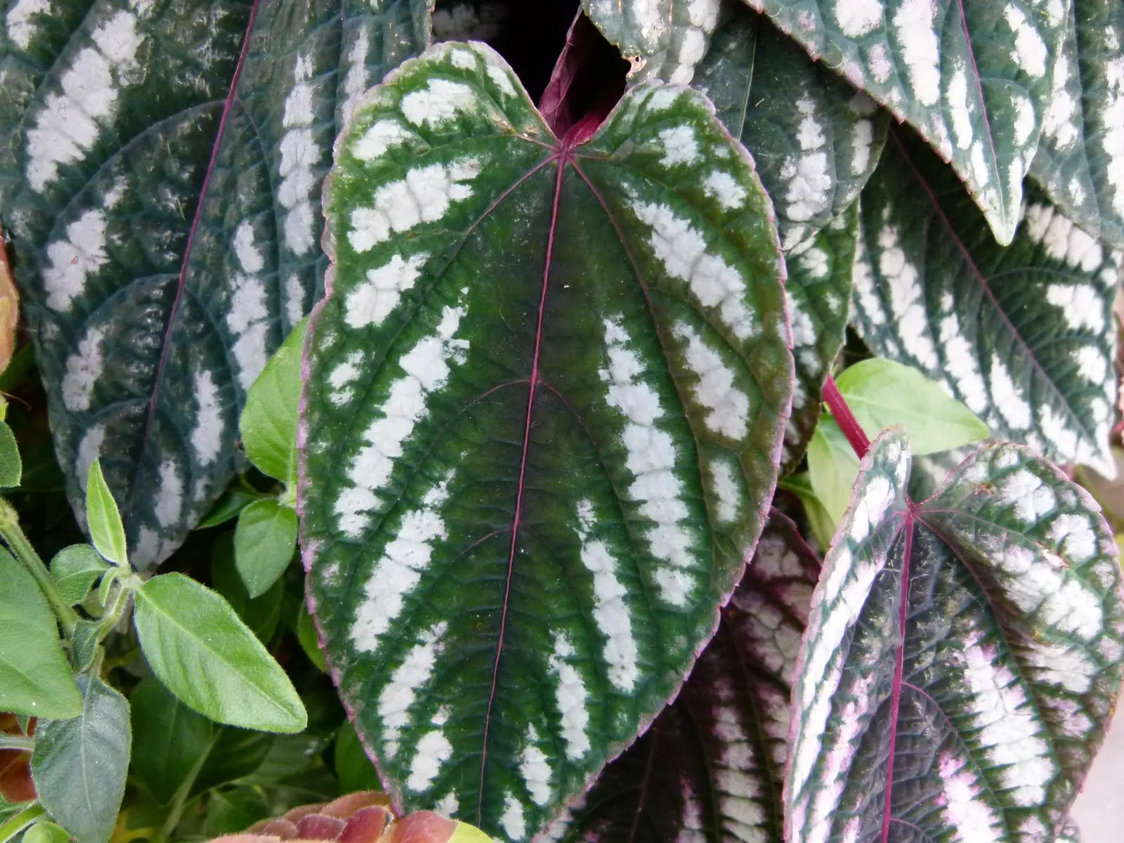 Rex Begonia (Begonia 'Rex') — To ensure optimal growth, plant it in a rich, well-draining soil with a slightly acidic to neutral pH; be wary of, image 61