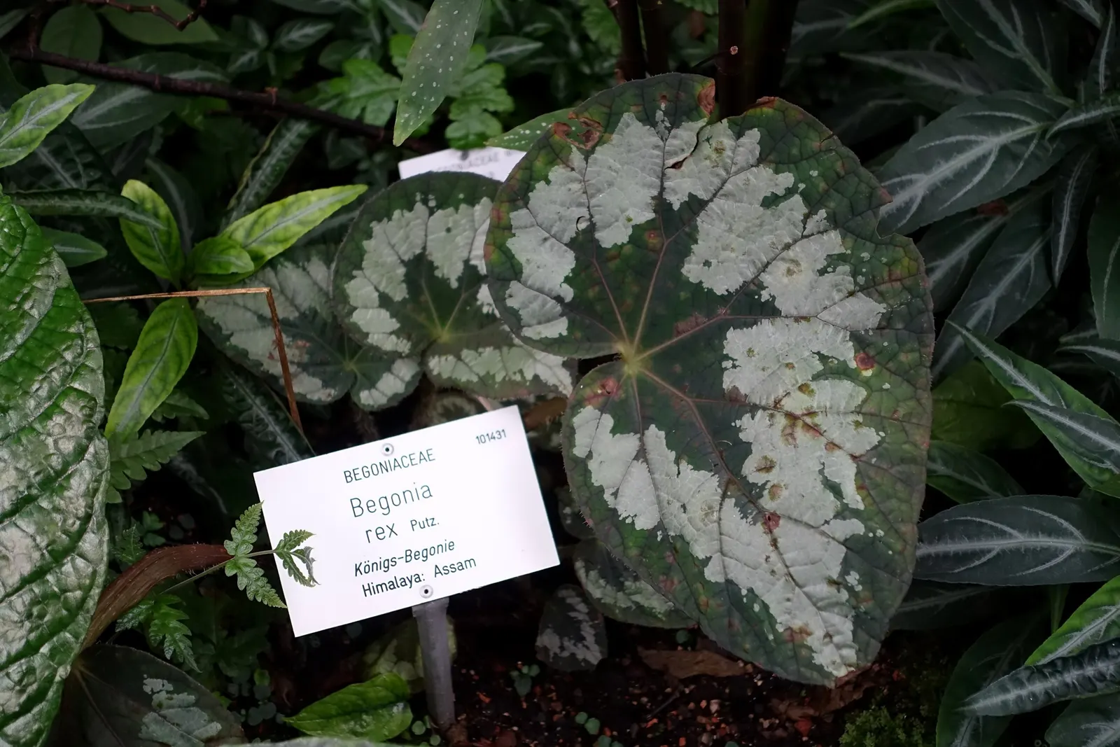 Rex Begonia (Begonia 'Rex') — The plant reaches a modest height of approximately 12 to 18 inches