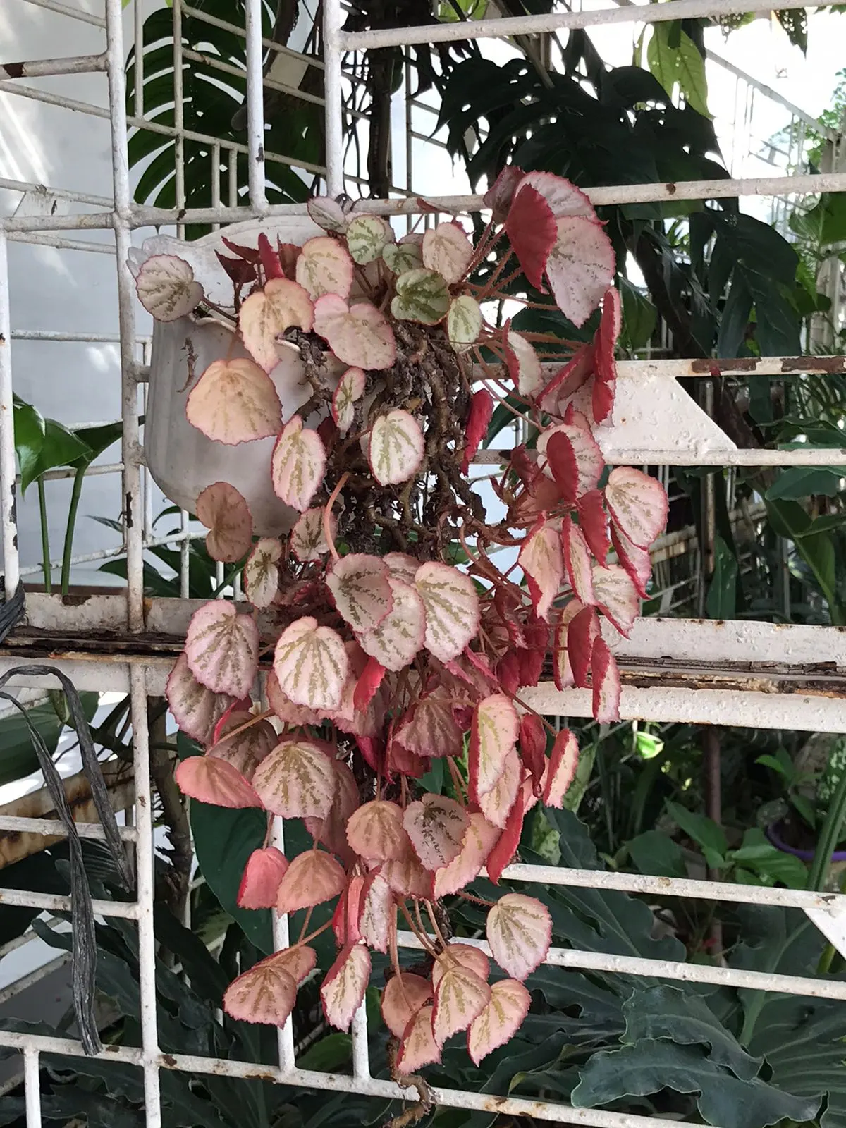 Rex Begonia (Begonia 'Rex') — Hardy in USDA zones 10-12, it must be overwintered indoors in colder regions; is a stellar selection for landscape, image 53