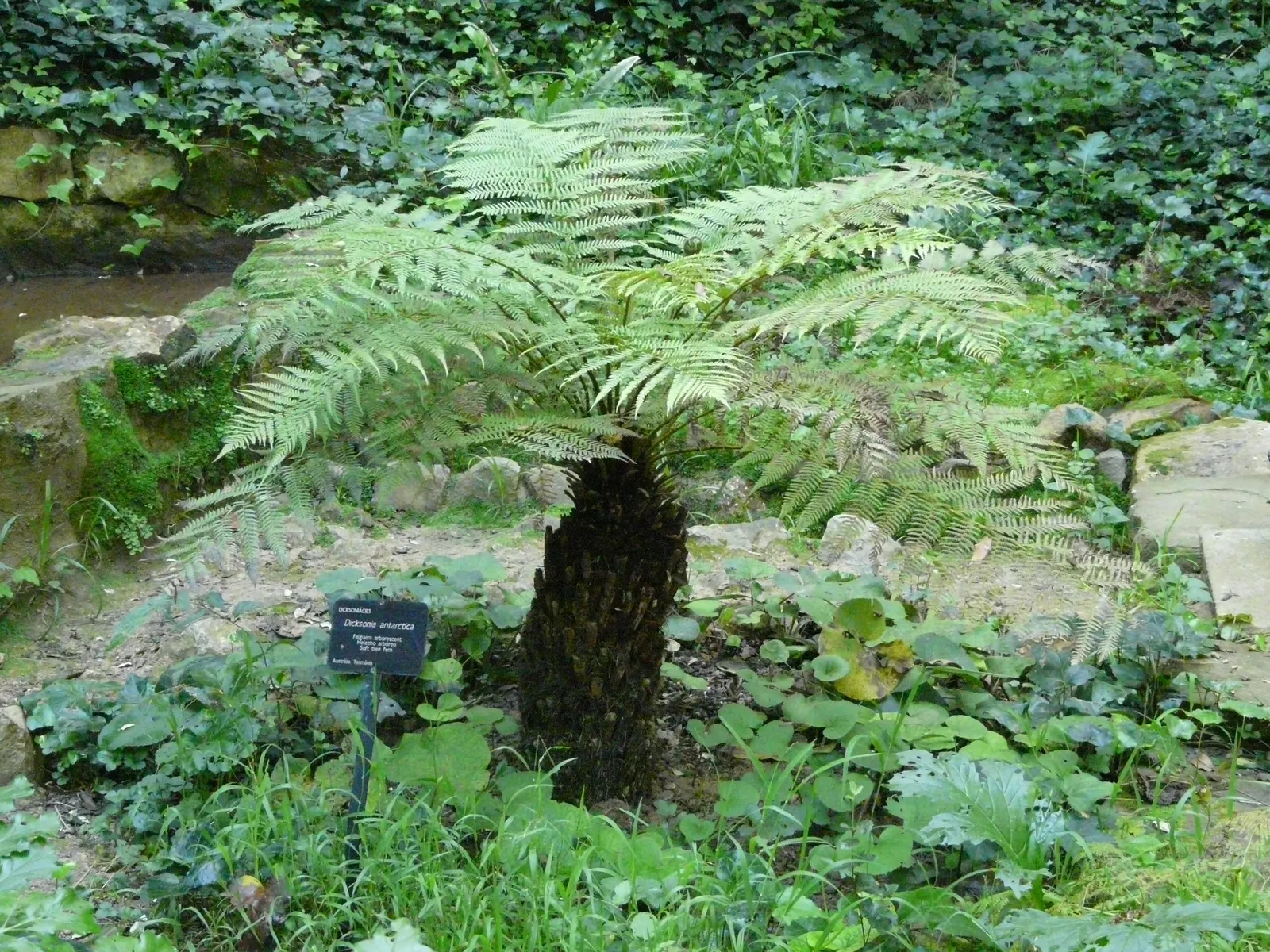 Tasmanian Tree Fern (Dicksonia Antarctica) — is a majestic species that brings a prehistoric ambiance to any shaded garden; particularly during dry spells
