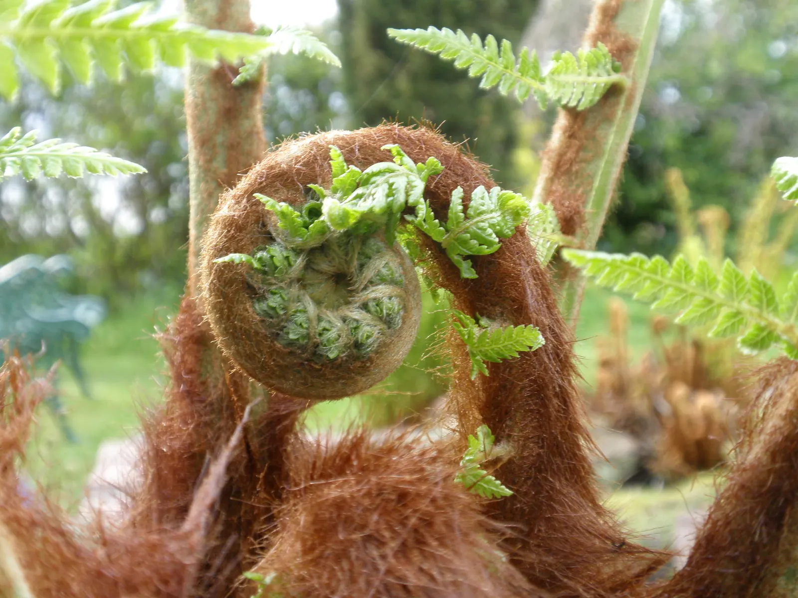 Tasmanian Tree Fern (Dicksonia Antarctica) — with its fronds unfurling to a graceful span of 6 to 10 feet.<br><br>This ancient plant prefers a, image 61