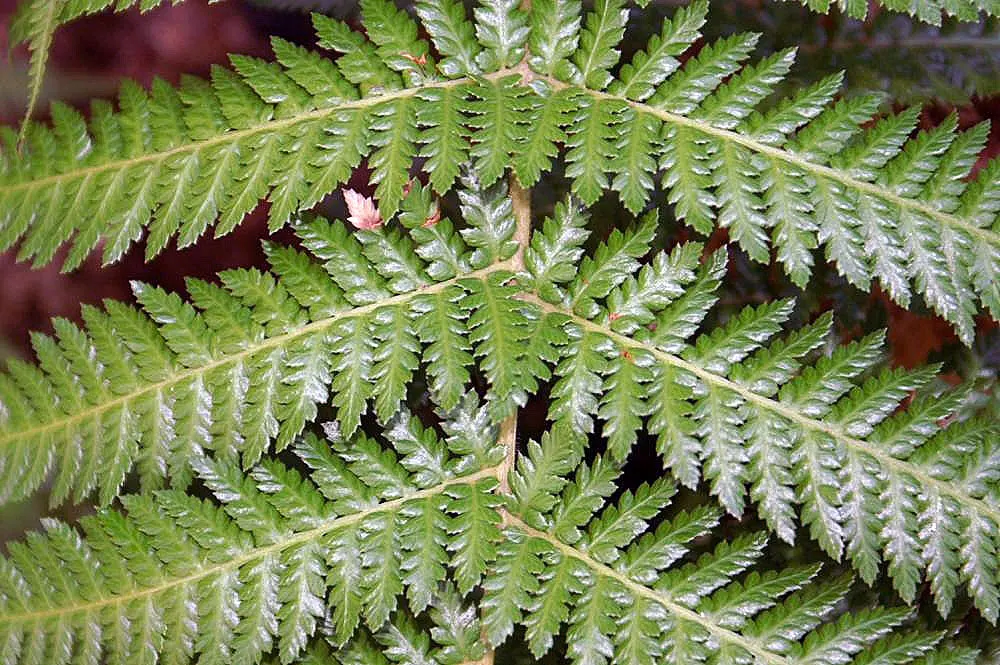 Tasmanian Tree Fern (Dicksonia Antarctica) — Hardy to 20&deg;F, it adds a dramatic prehistoric ambiance to any shaded landscape composition; is a majestic