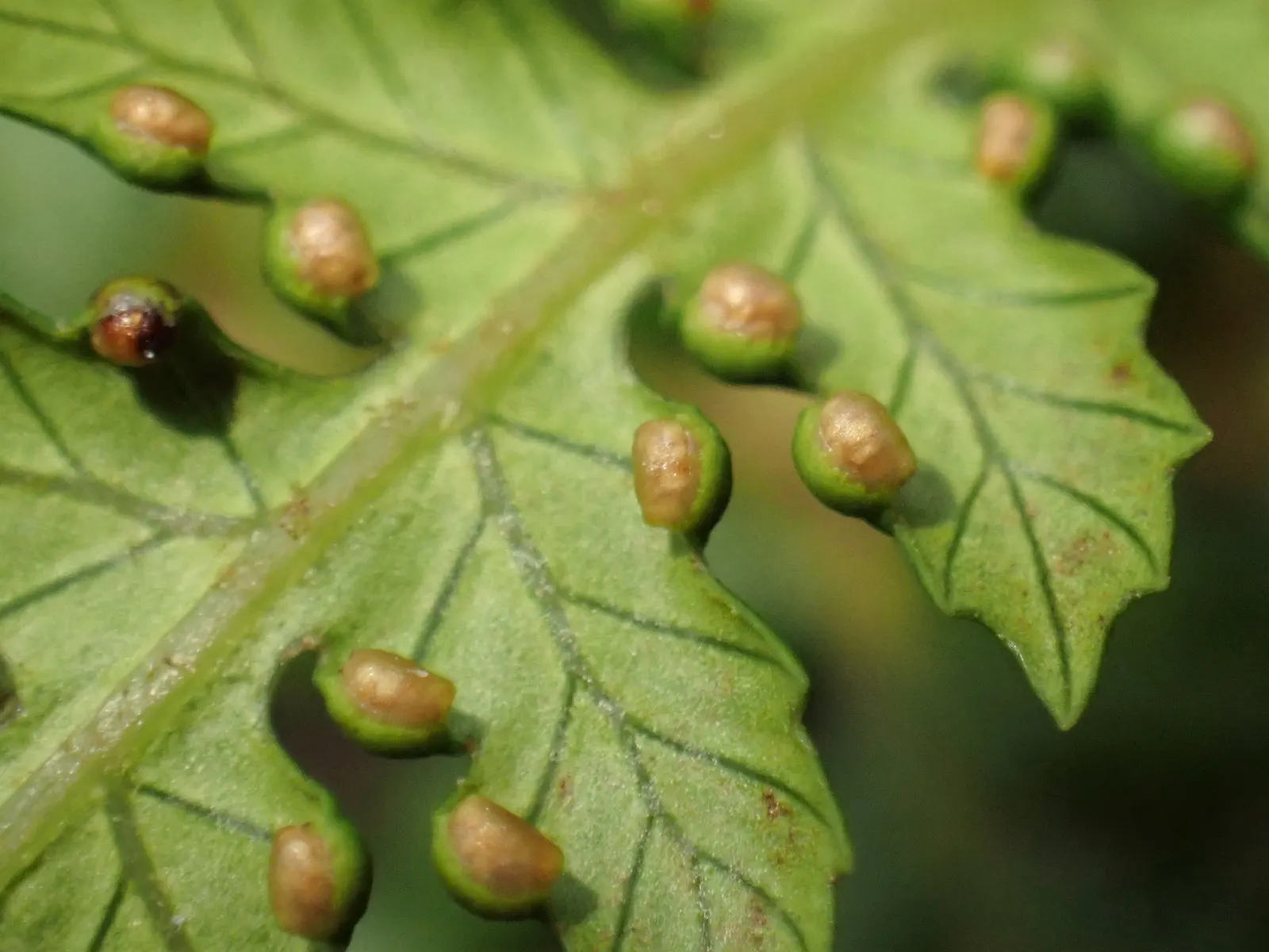 Tasmanian Tree Fern (Dicksonia Antarctica) — The soil should be rich in organic matter; slow-growing evergreen that achieves a height of 10-15 feet and a frond