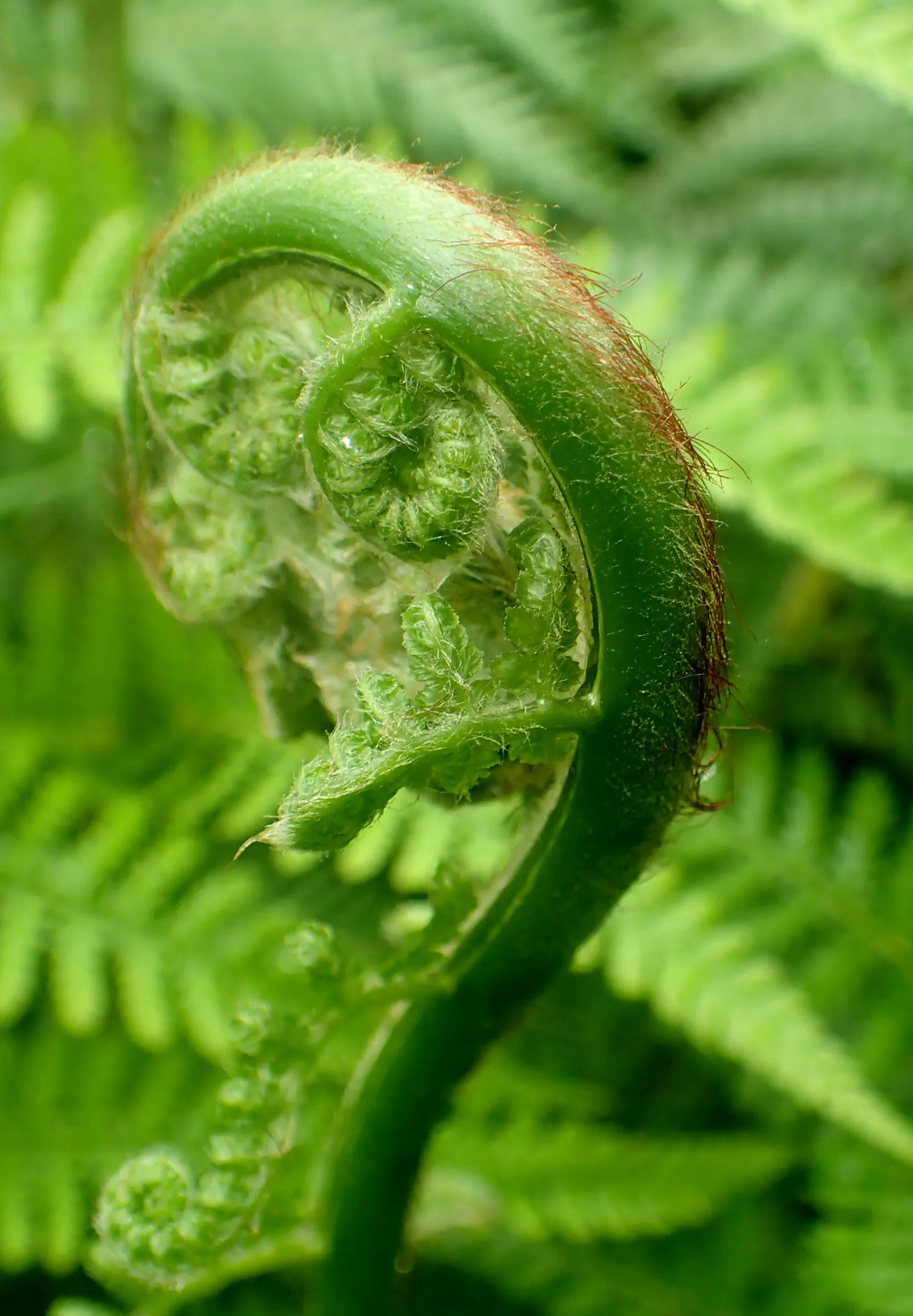 Tasmanian Tree Fern (Dicksonia Antarctica) — suggests durability and a rugged history.<br><br>This species does well with a steady supply of water