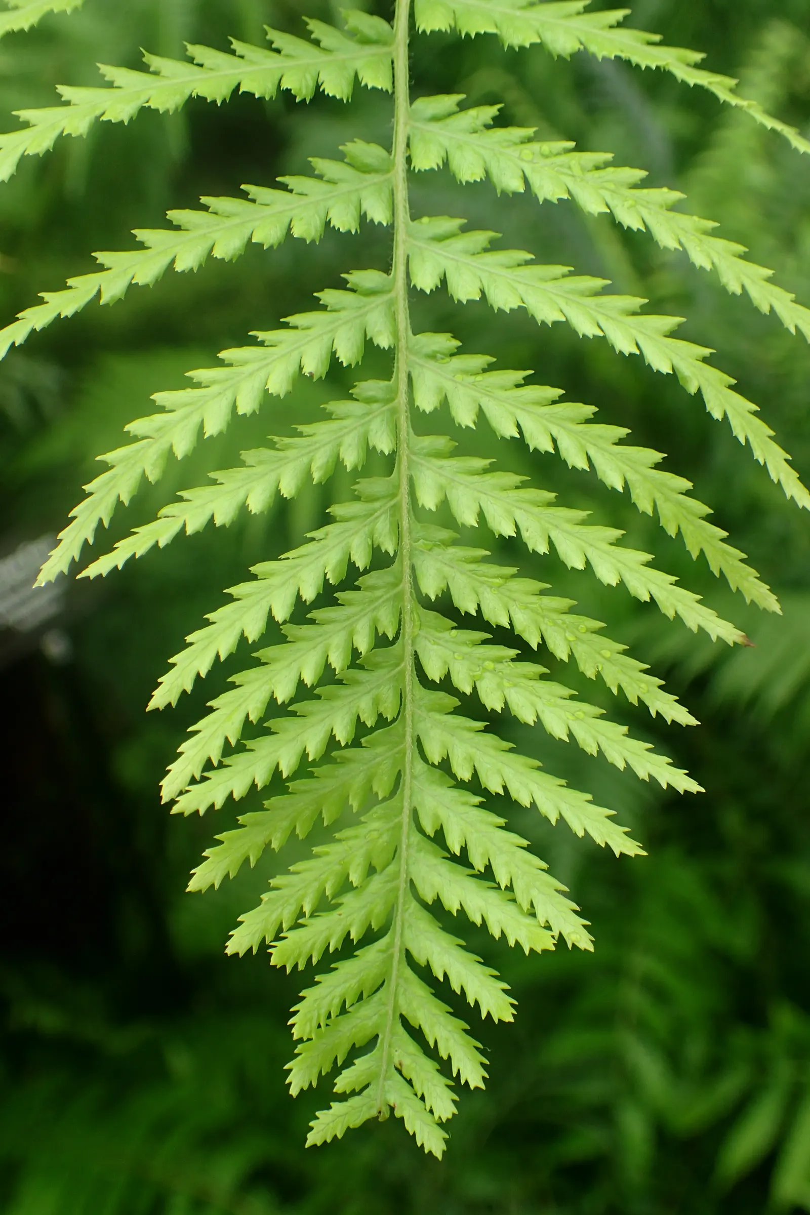 Tasmanian Tree Fern (Dicksonia Antarctica) — Growing at an achingly slow rate; its thick, fibrous trunk supports long, arching fronds creating a lush canopy