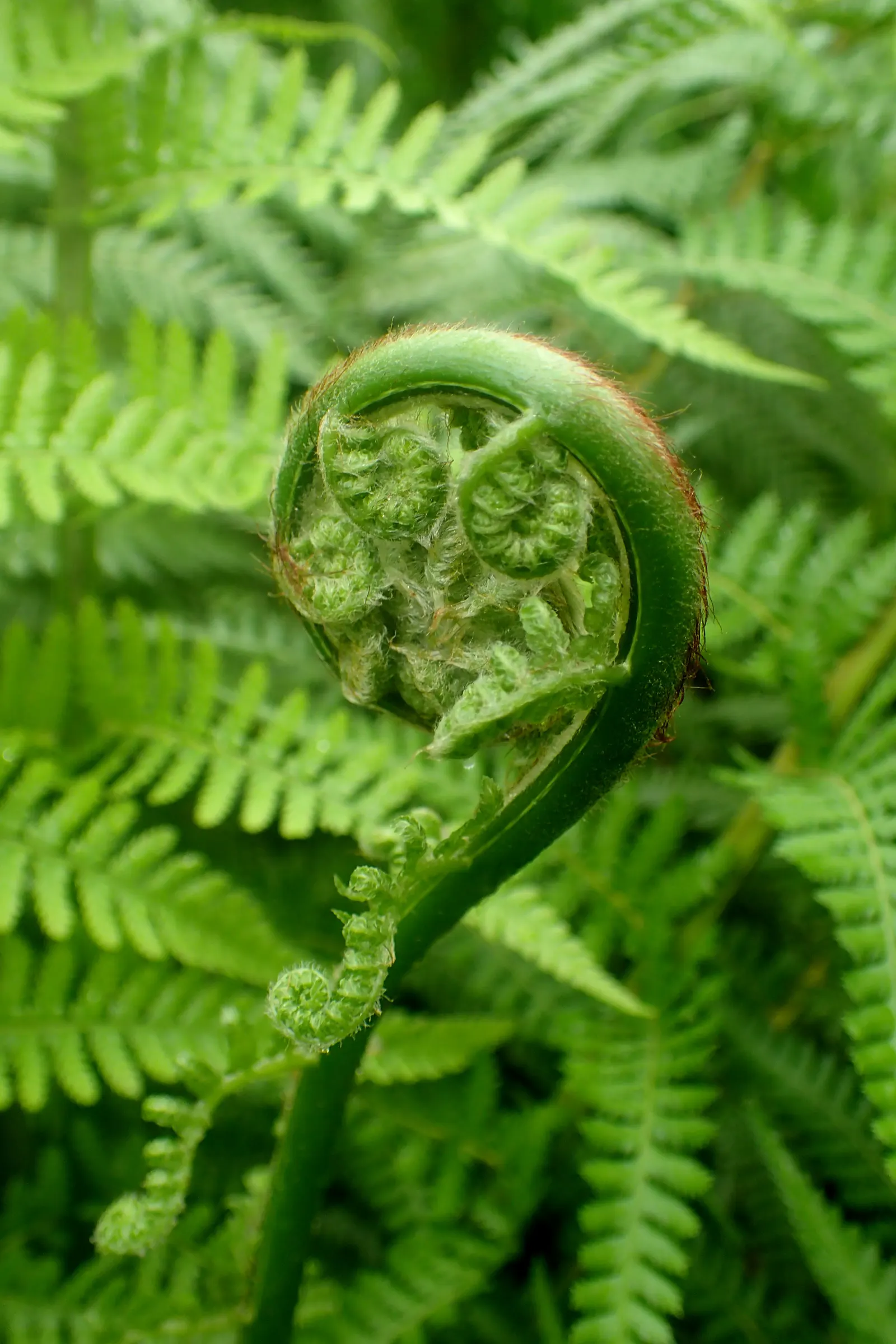 Tasmanian Tree Fern (Dicksonia Antarctica) — The soil should be rich in organic matter