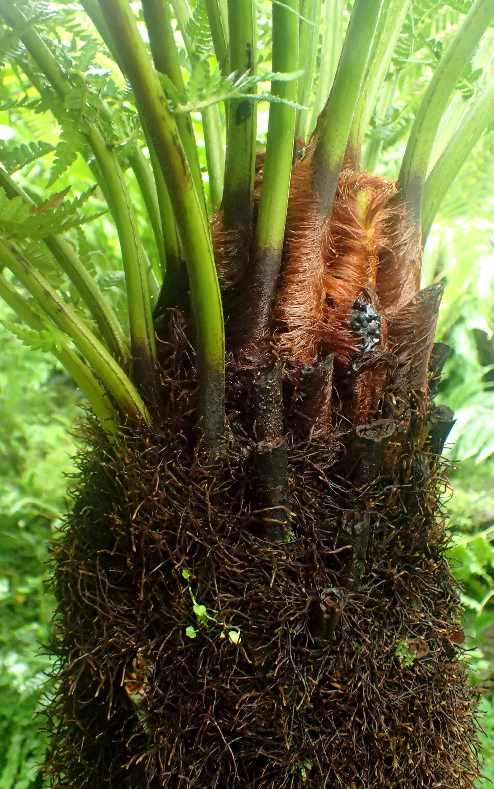 Tasmanian Tree Fern (Dicksonia Antarctica) — away from drying winds and extreme heat; suggests durability and a rugged history.<br><br>This species does well