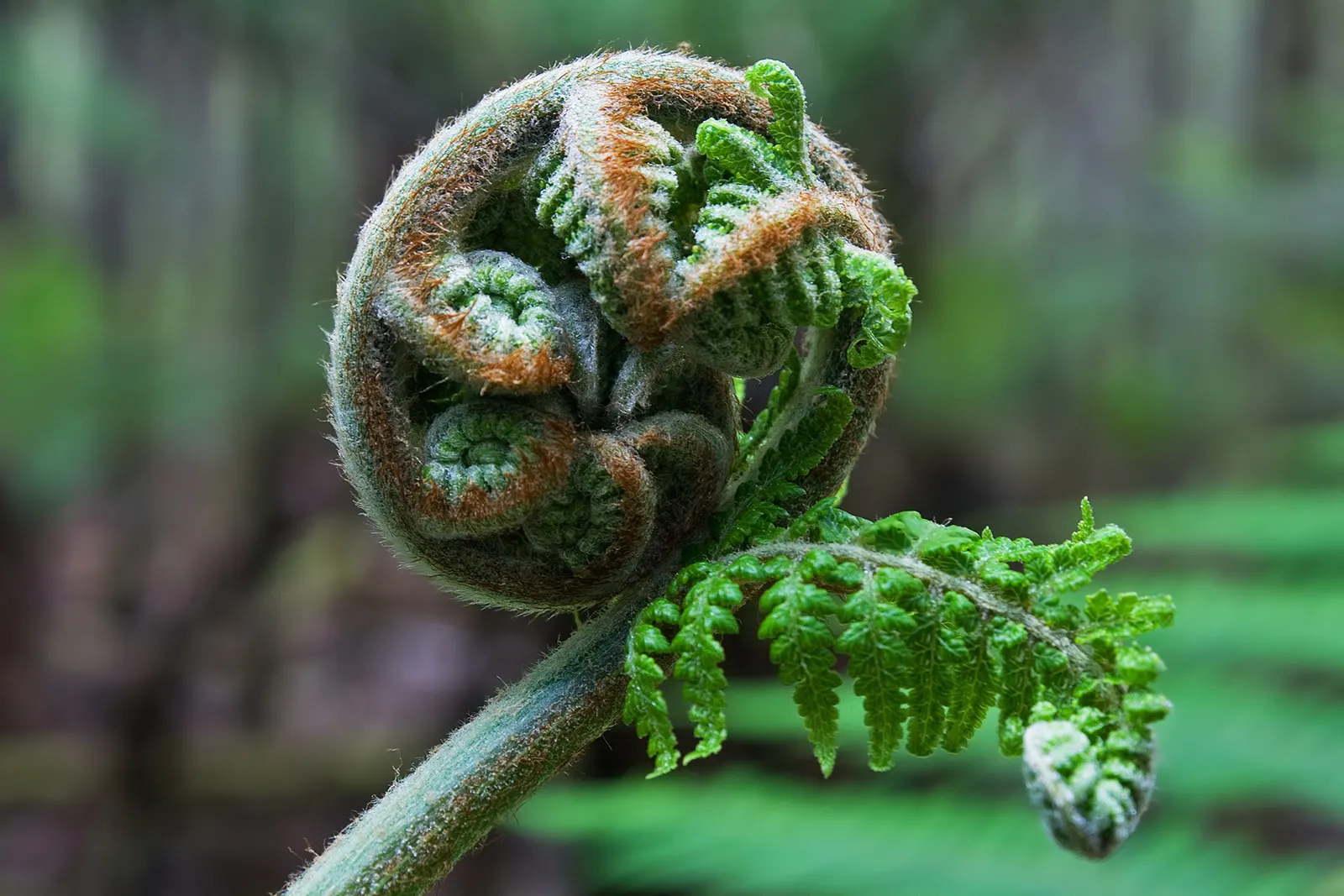 Tasmanian Tree Fern (Dicksonia Antarctica) — Growing at an achingly slow rate