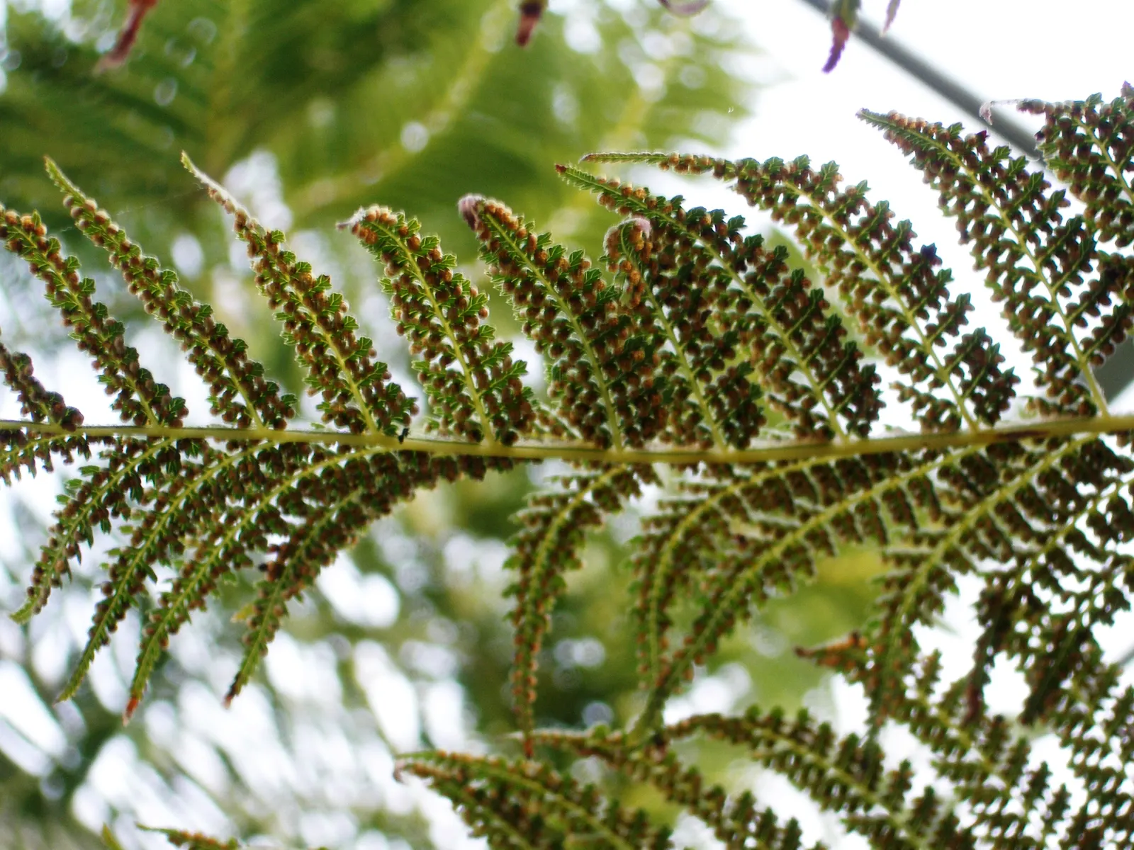 Tasmanian Tree Fern (Dicksonia Antarctica) — Thriving in partial to full shade with moist, well-drained soil, it prefers temperate conditions; fern, image 54