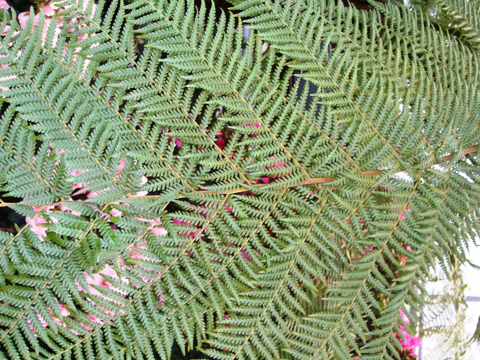 Tasmanian Tree Fern (Dicksonia Antarctica) — requiring attention to the particulars of its care to truly flourish; the soil should be rich in organic matter