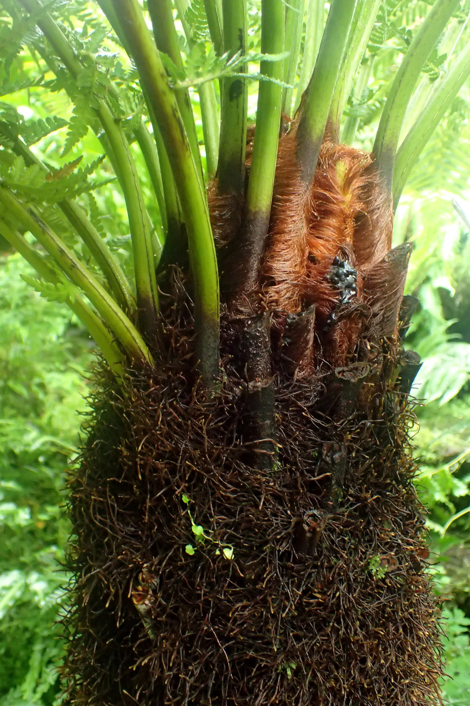 Tasmanian Tree Fern (Dicksonia Antarctica) — typically an inch per year; this tree fern can reach towering heights of up to 15 feet