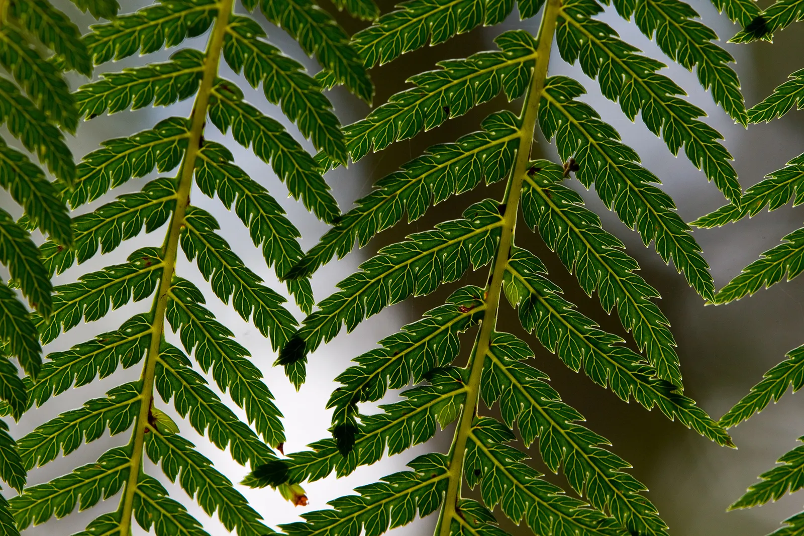 Tasmanian Tree Fern (Dicksonia Antarctica) — requiring attention to the particulars of its care to truly flourish
