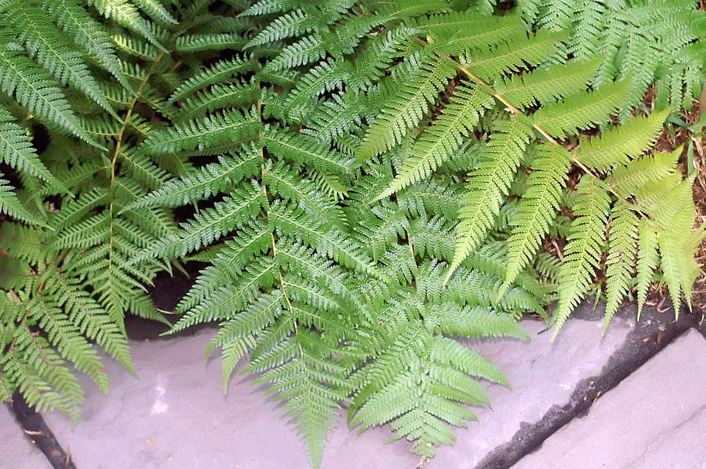 Tasmanian Tree Fern (Dicksonia Antarctica) — Provide the Tasmanian Tree Fern with a balanced; growing at an achingly slow rate