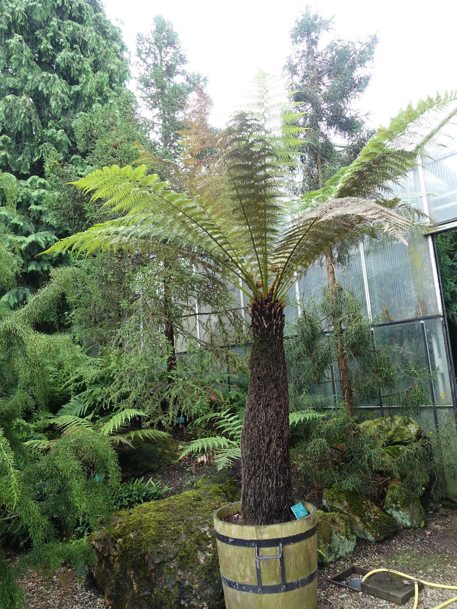 Tasmanian Tree Fern (Dicksonia Antarctica) — typically an inch per year