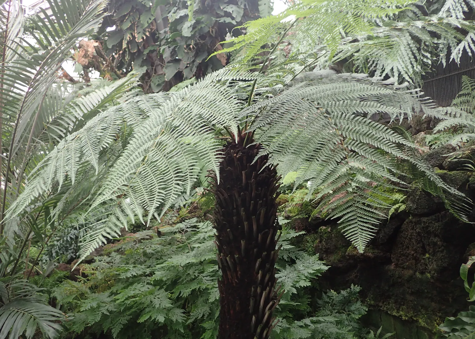 Tasmanian Tree Fern (Dicksonia Antarctica) — yet consistently moist.<br><br>Its long; typically an inch per year