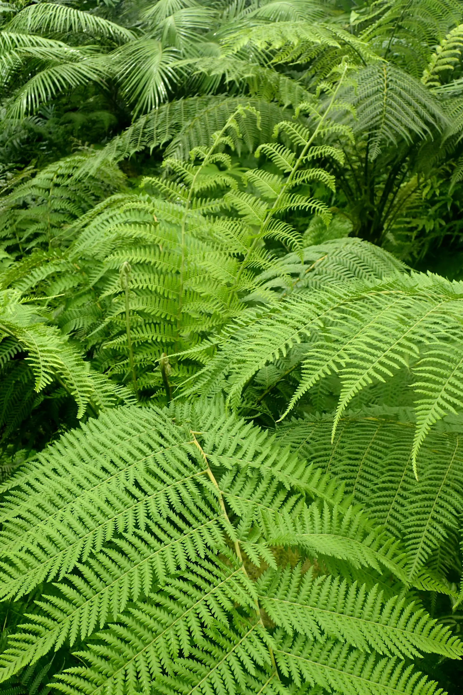 Tasmanian Tree Fern (Dicksonia Antarctica) — is a majestic species that brings a prehistoric ambiance to any shaded garden; particularly during dry, image 57