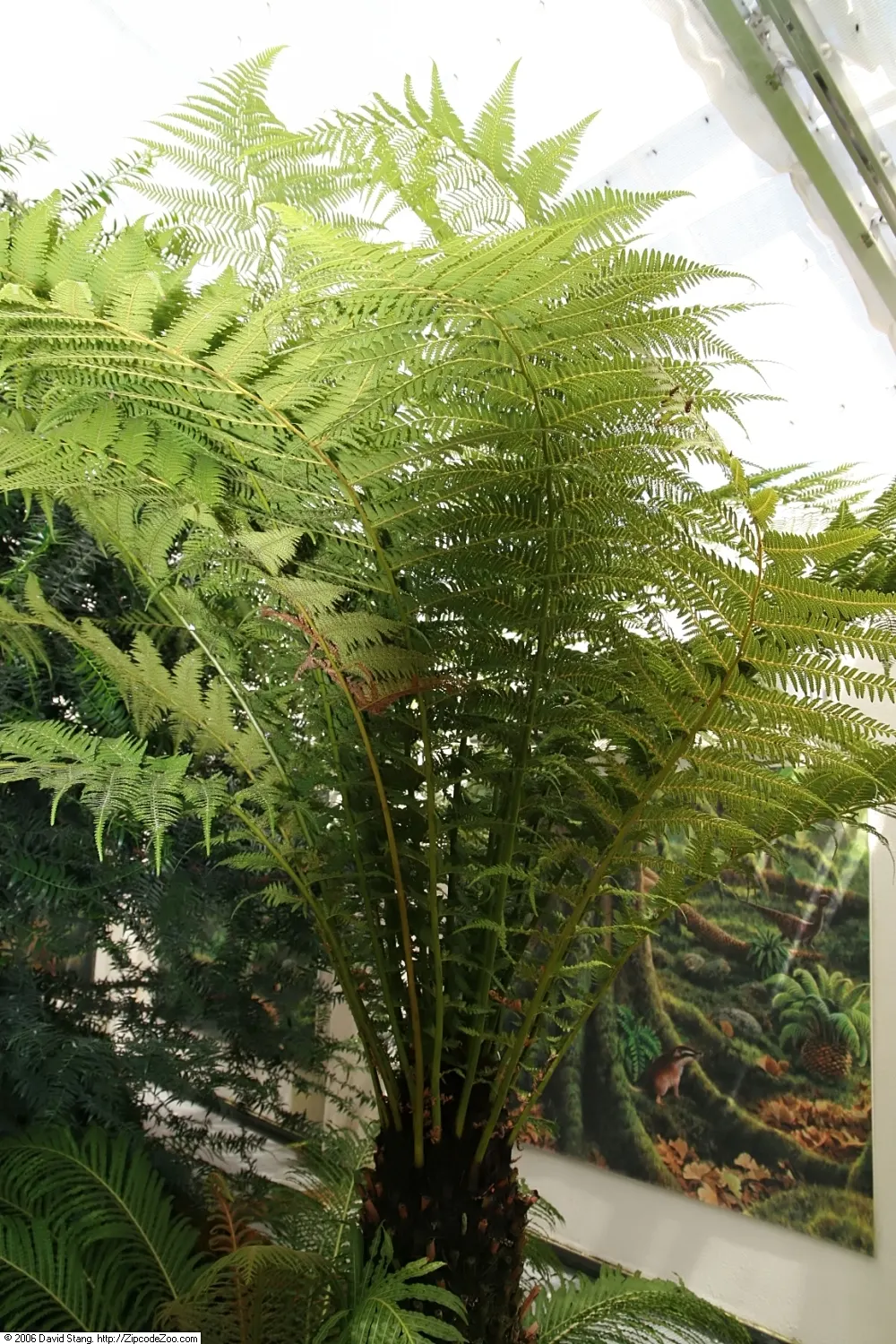 Tasmanian Tree Fern (Dicksonia Antarctica) — slow-growing evergreen that achieves a height of 10-15 feet and a frond spread of 6-8 feet