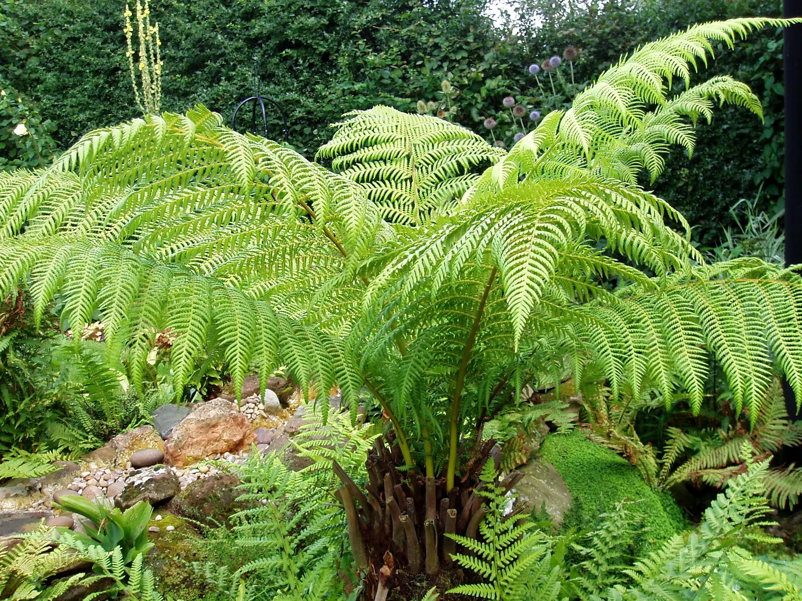 Tasmanian Tree Fern (Dicksonia Antarctica) — formed from the decaying remains of its previous fronds; hardy to 20&deg;F, it adds a dramatic prehistoric