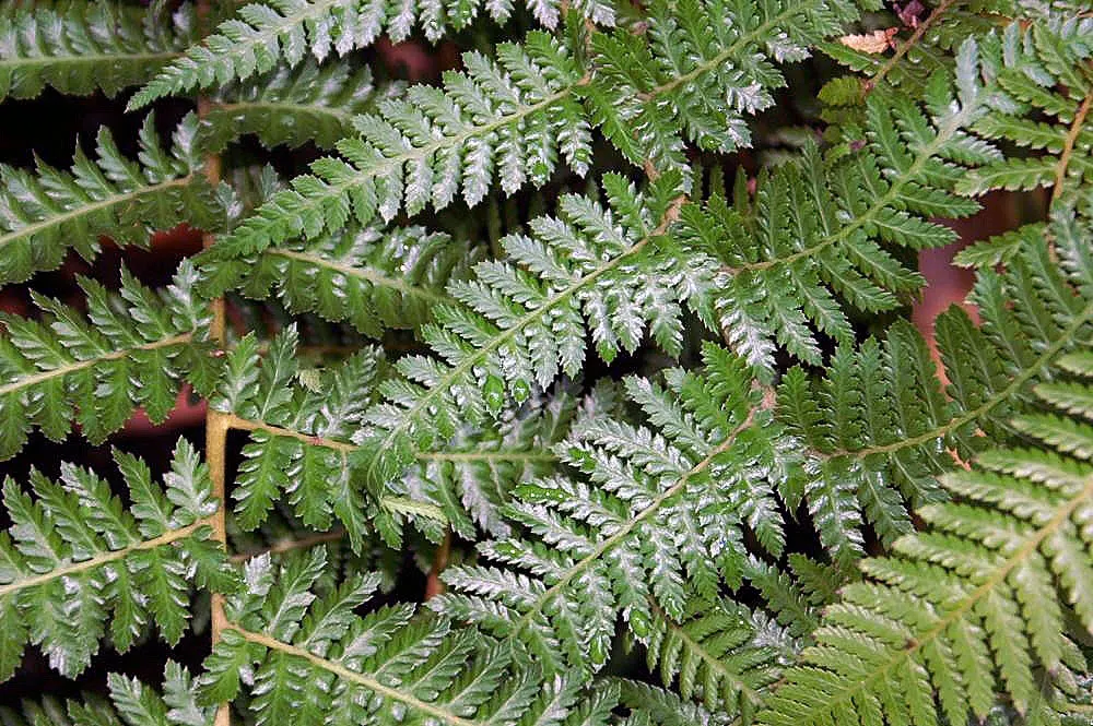 Tasmanian Tree Fern (Dicksonia Antarctica) — offering not only aesthetic appeal but also a habitat for various birds and insects
