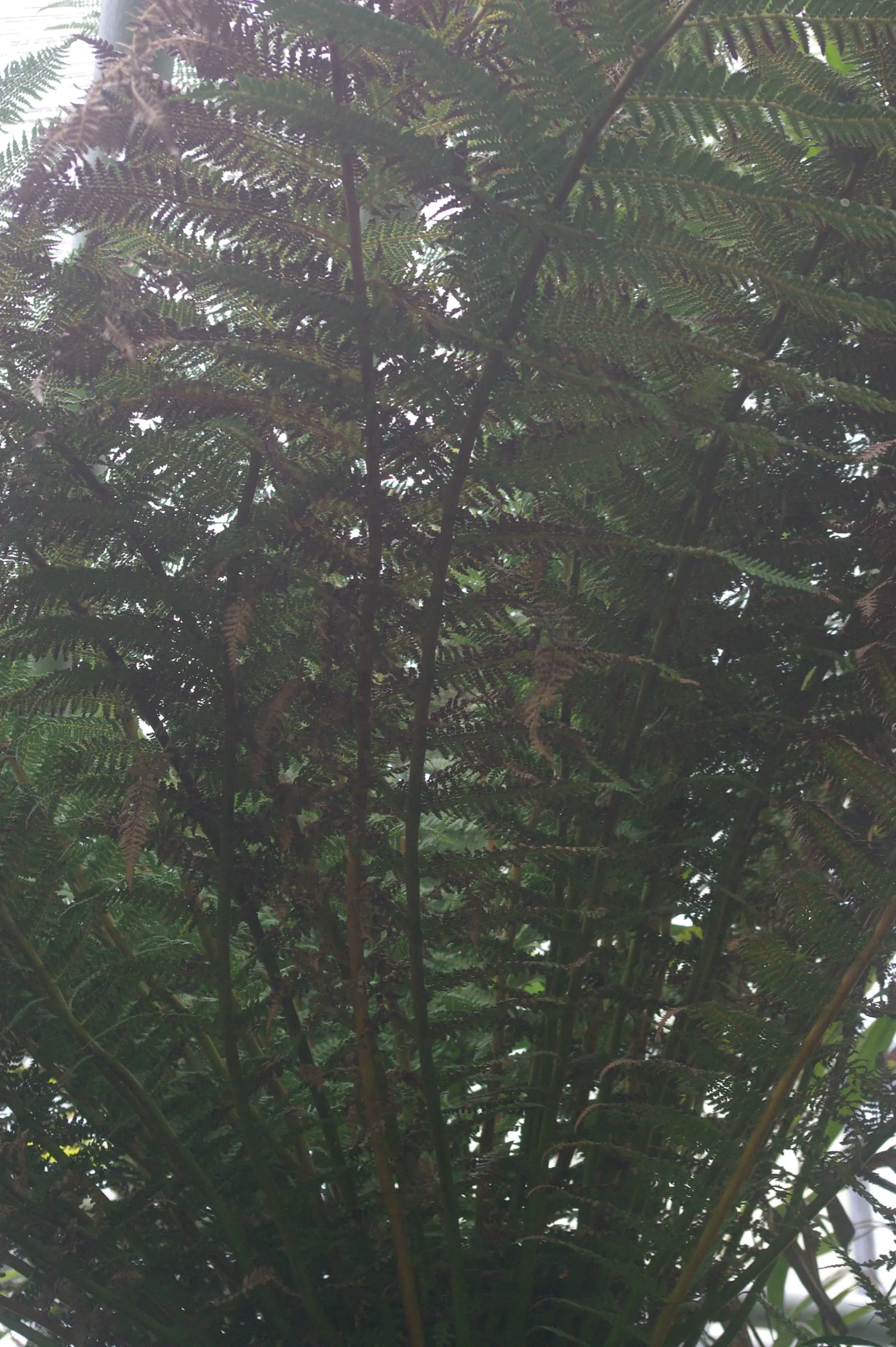 Tasmanian Tree Fern (Dicksonia Antarctica) — Its thick, fibrous trunk supports long, arching fronds creating a lush canopy; offering not only aesthetic appeal