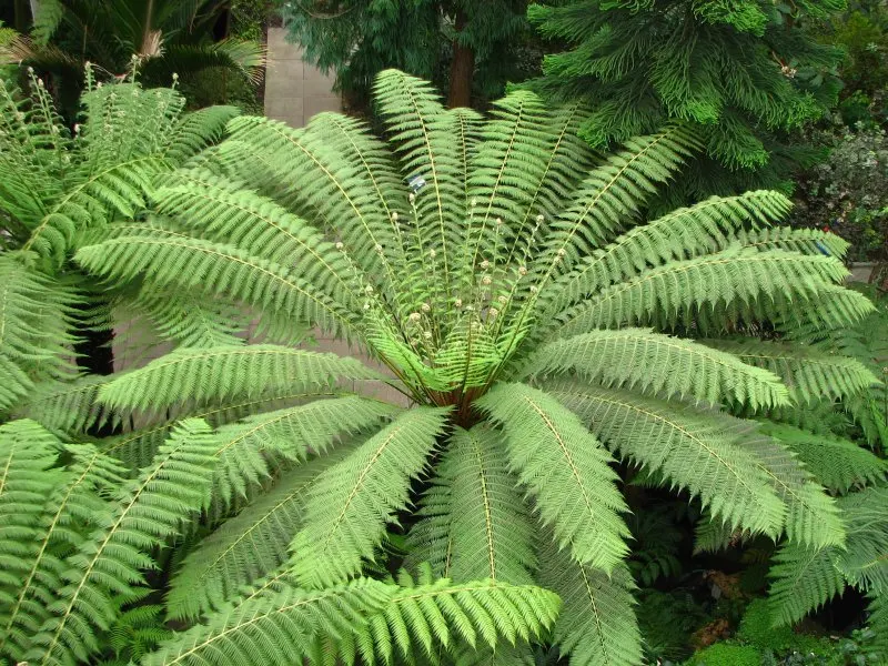 Tasmanian Tree Fern (Dicksonia Antarctica) — thriving in USDA hardiness zones 9 to 11